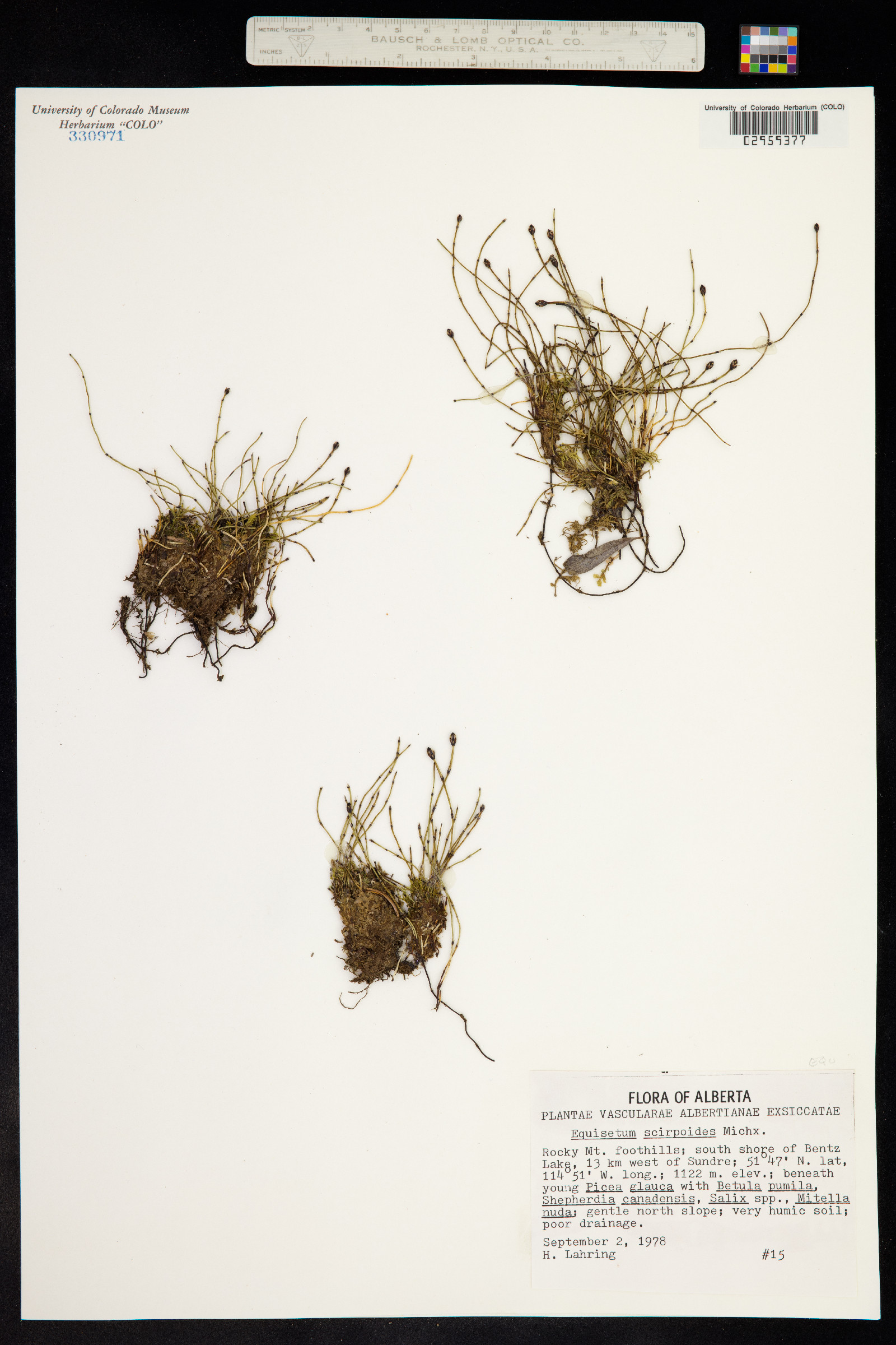 Hippochaete scirpoides image