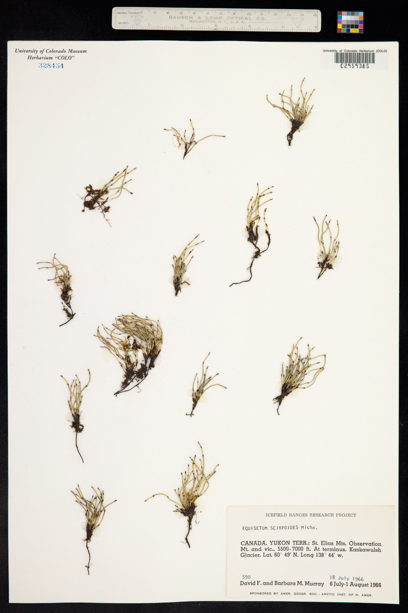 Hippochaete scirpoides image