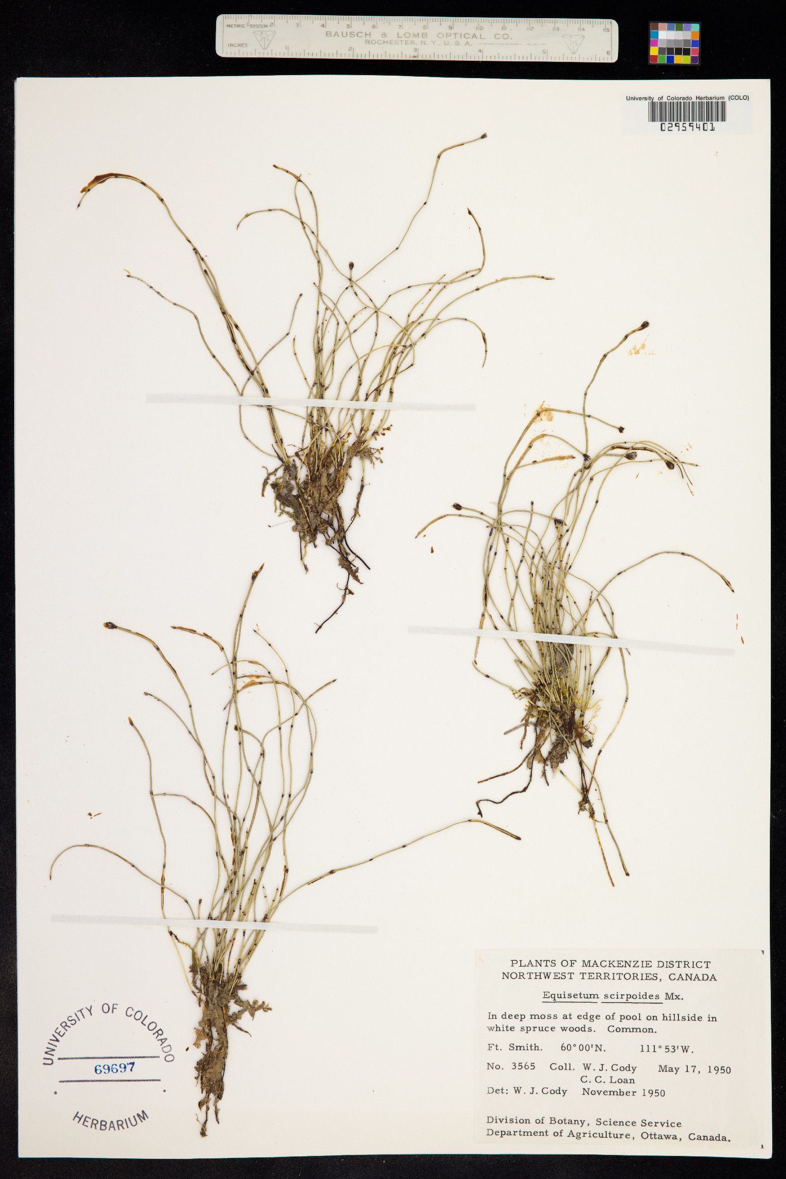 Hippochaete scirpoides image