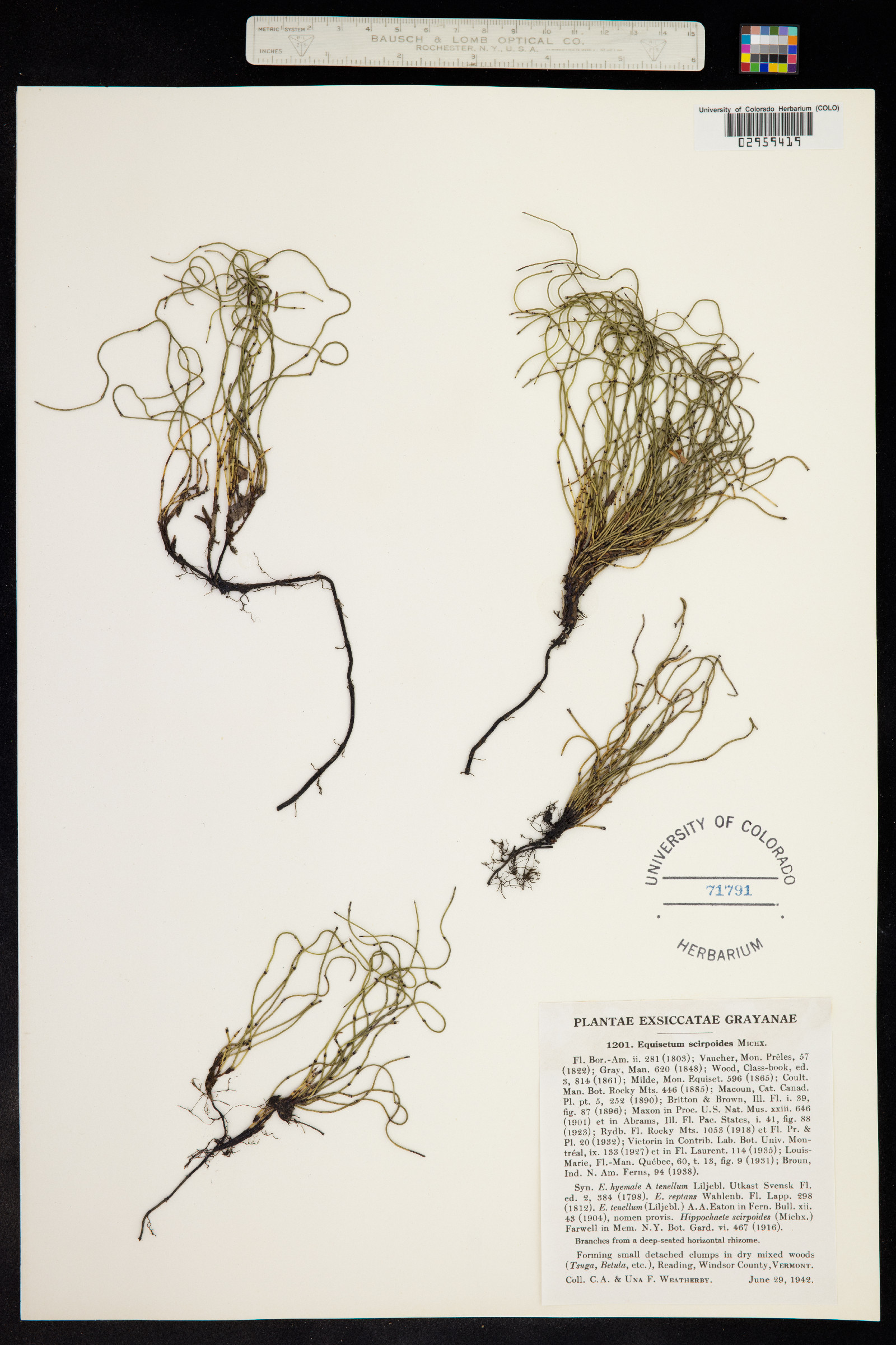 Hippochaete scirpoides image