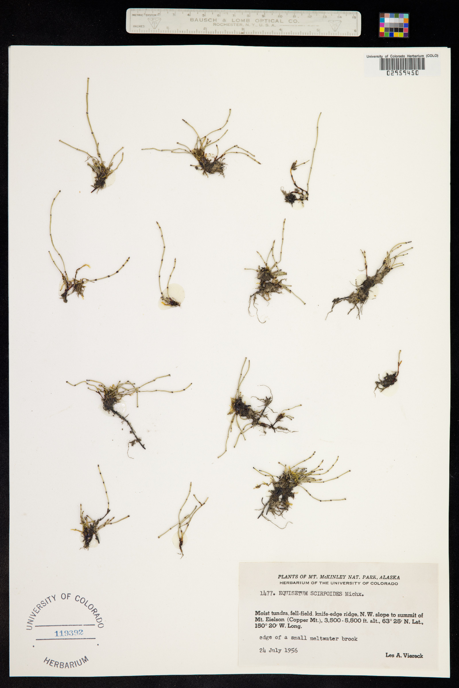 Hippochaete scirpoides image