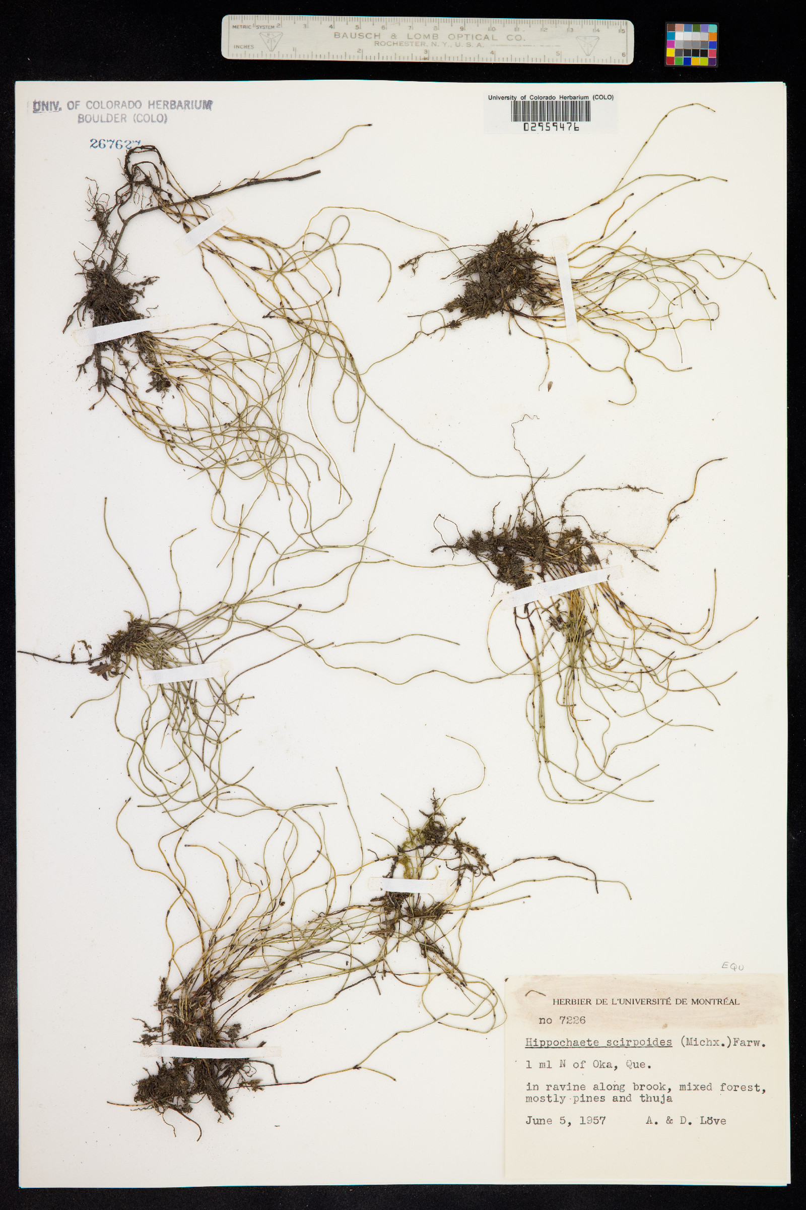 Hippochaete image