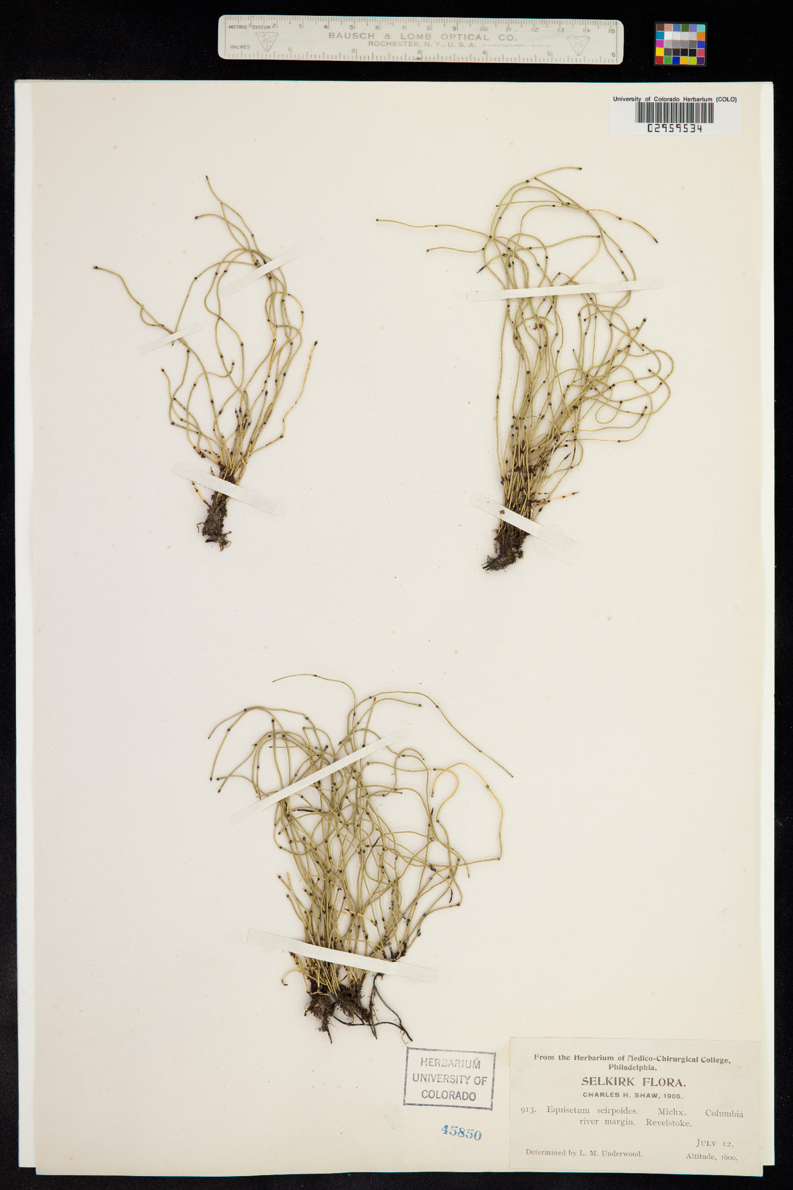 Hippochaete scirpoides image