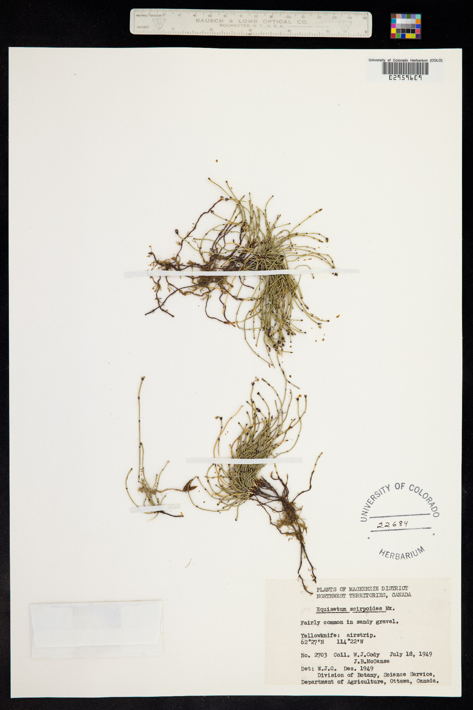 Hippochaete scirpoides image