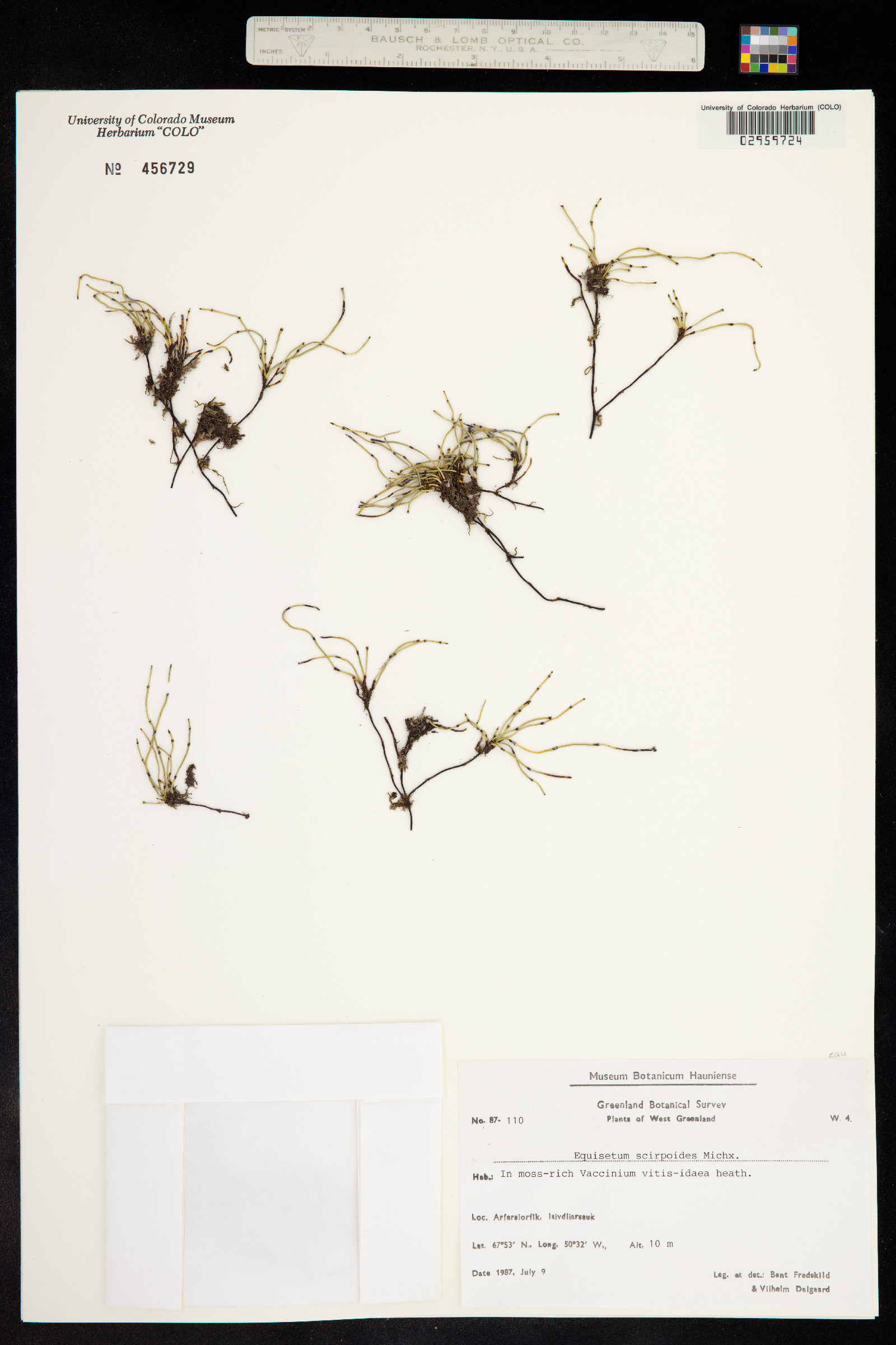 Hippochaete scirpoides image