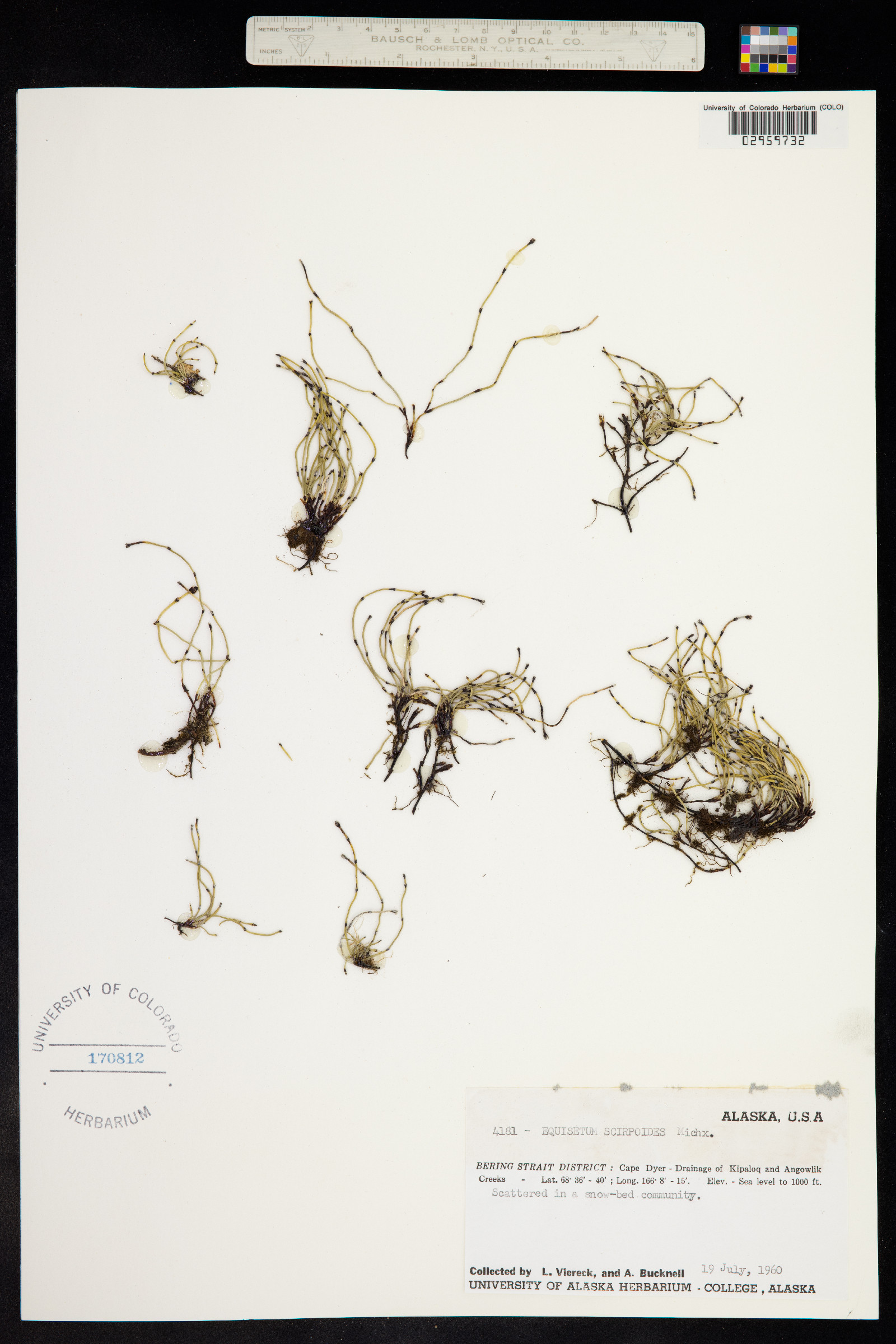 Hippochaete scirpoides image