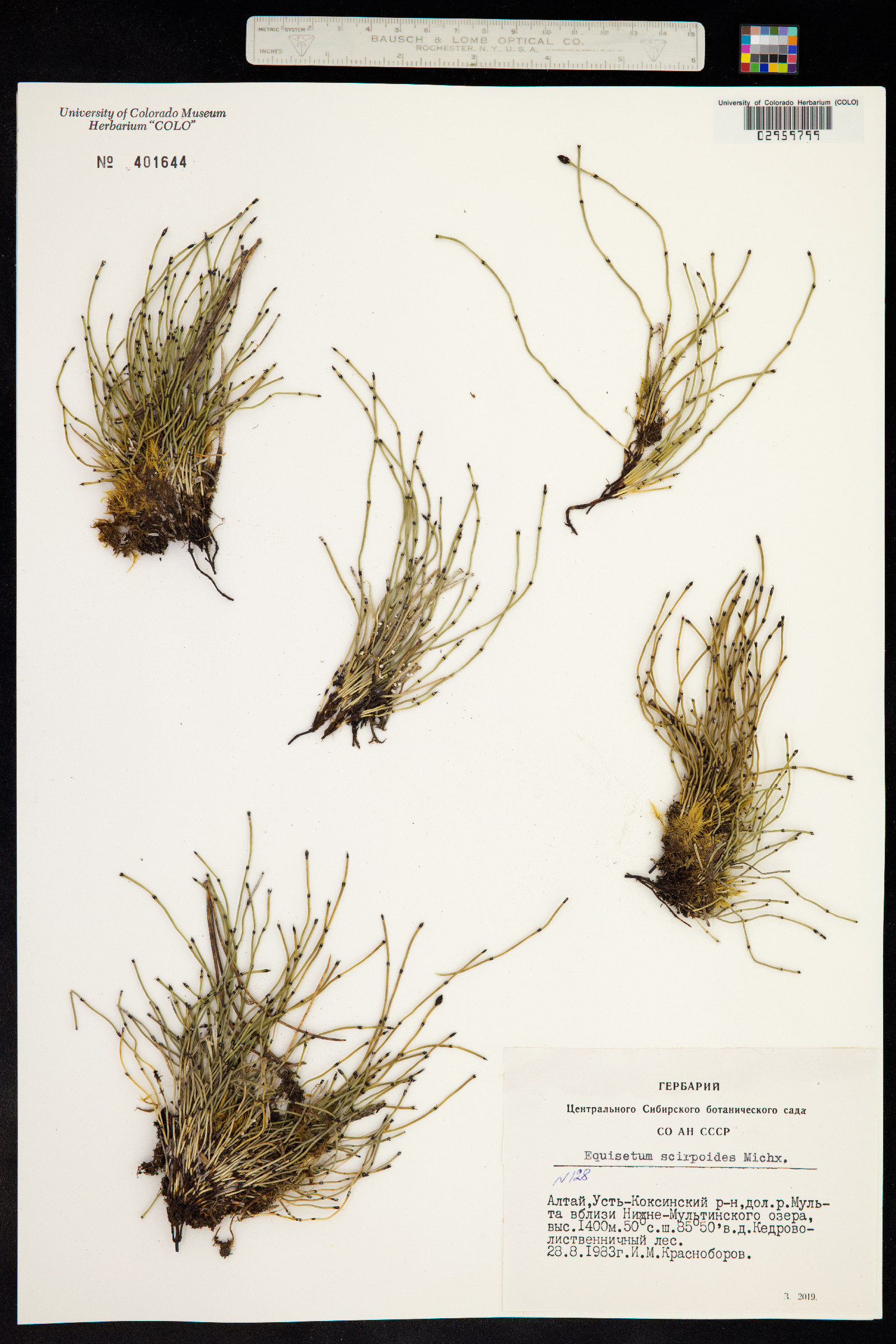 Hippochaete scirpoides image