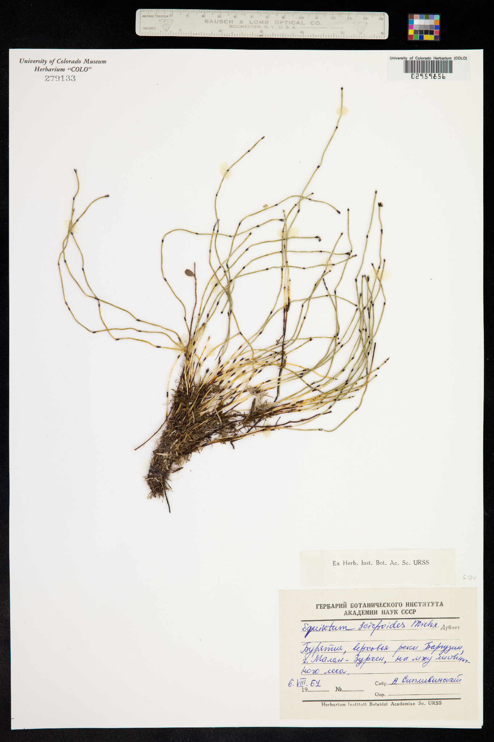 Hippochaete scirpoides image