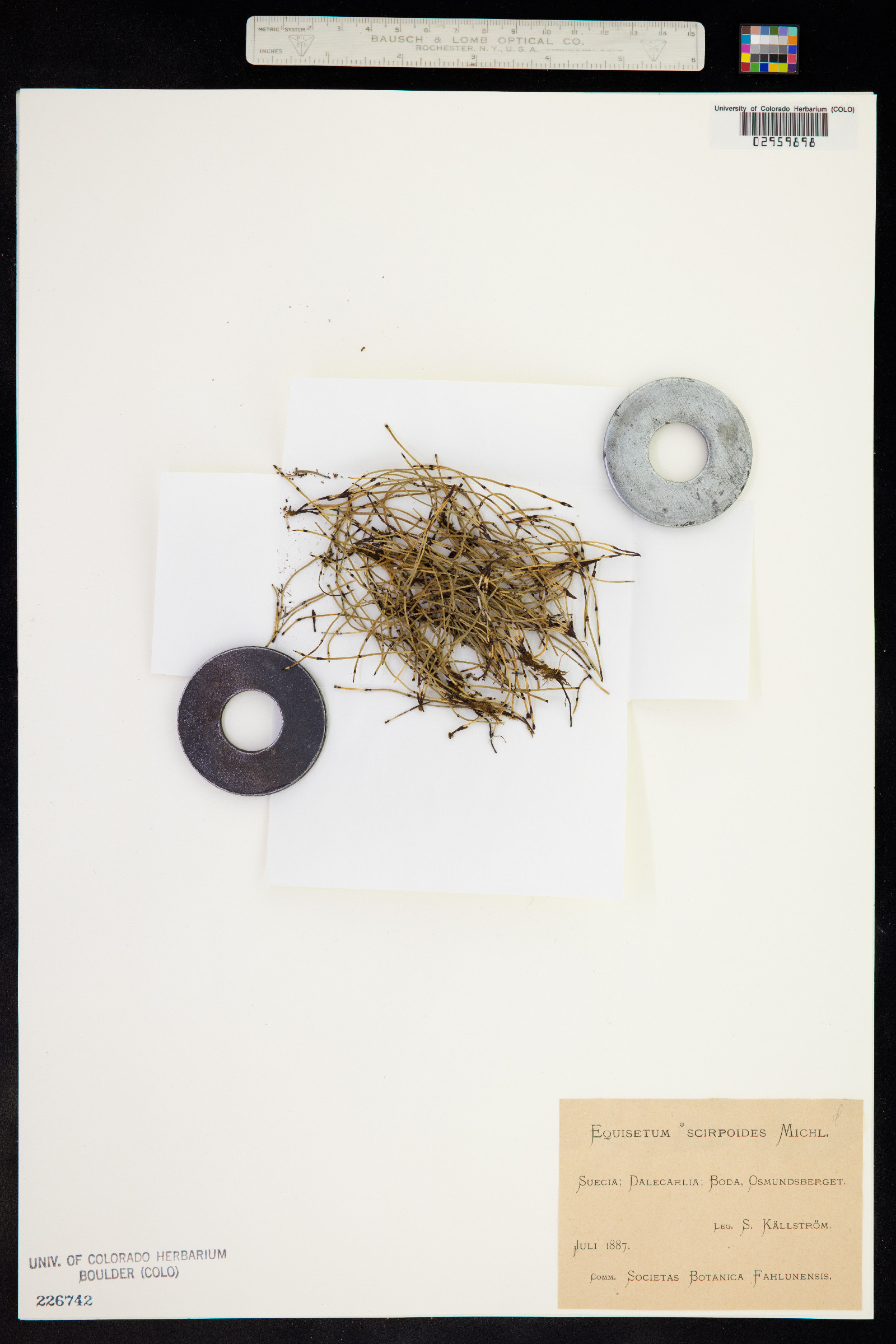Hippochaete image
