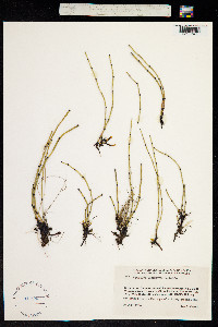 Hippochaete variegata image