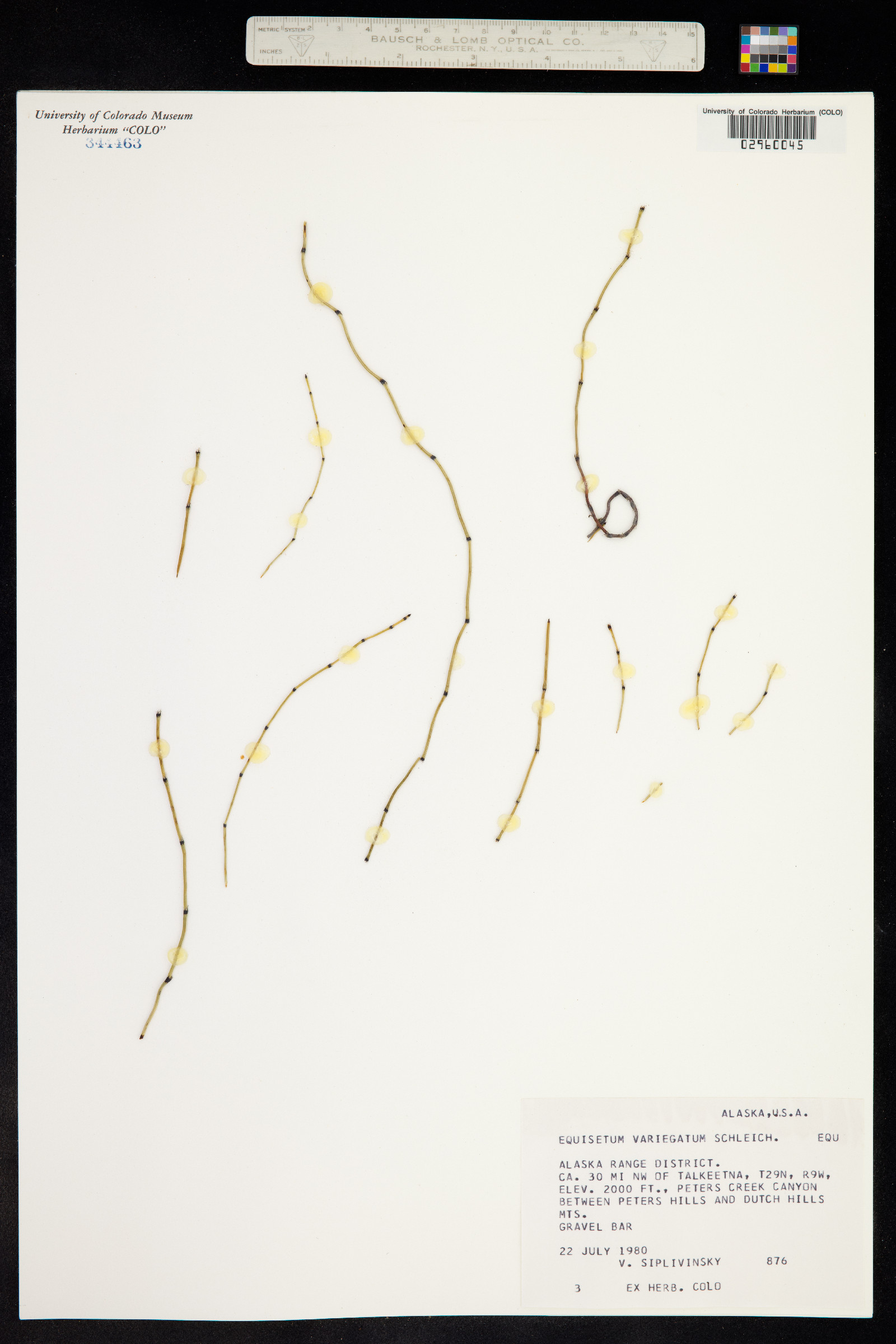 Equisetum variegatum ssp. variegatum image