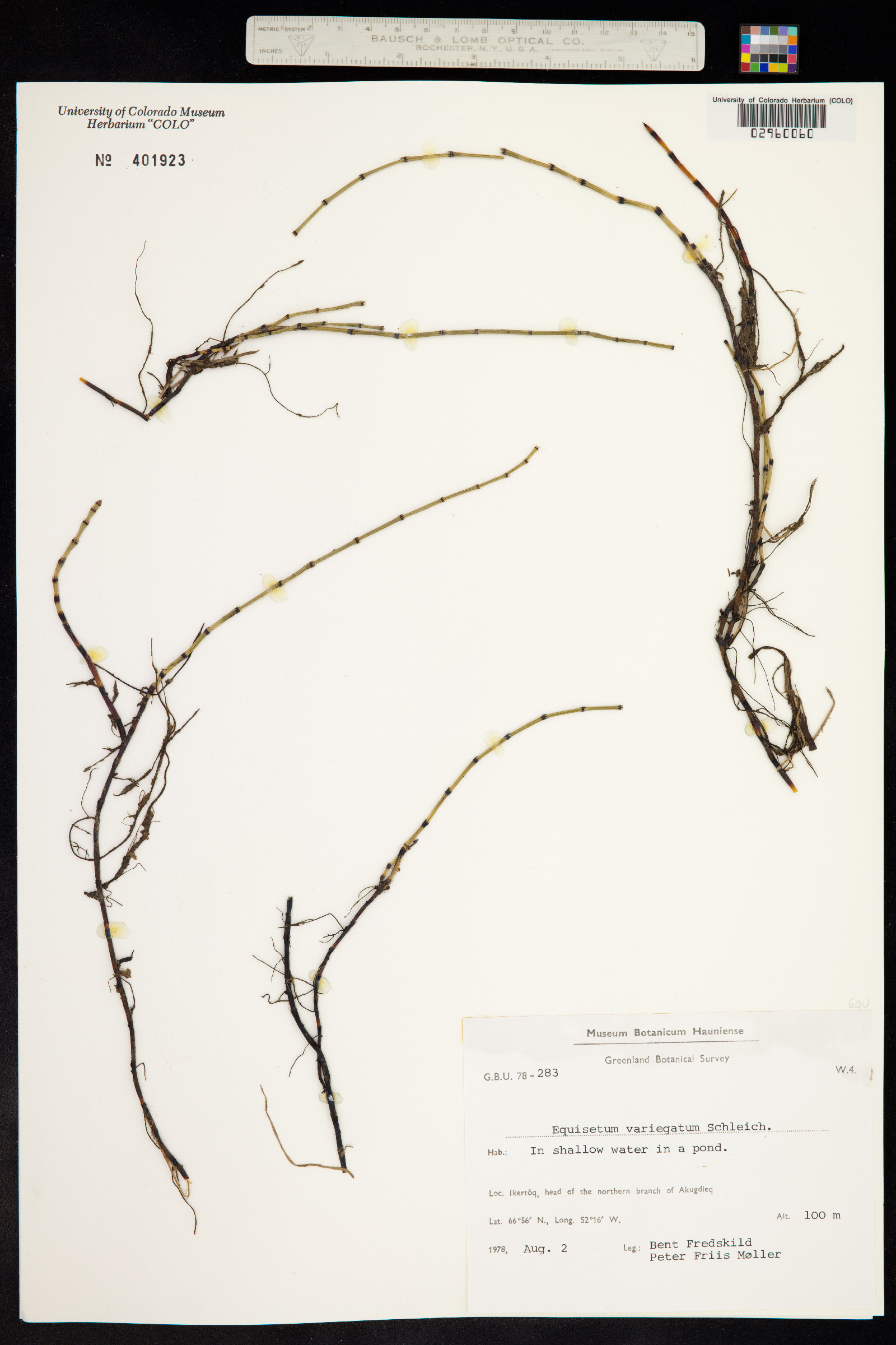 Hippochaete variegata image