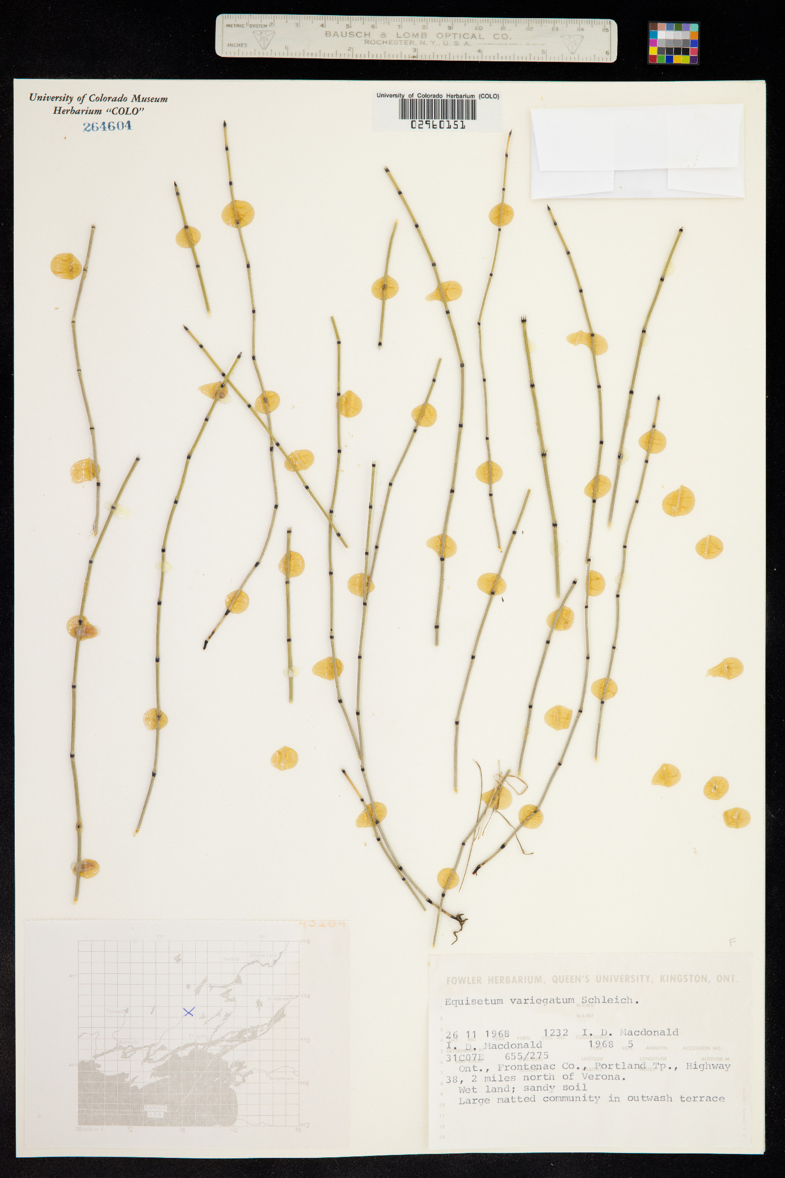 Equisetaceae image