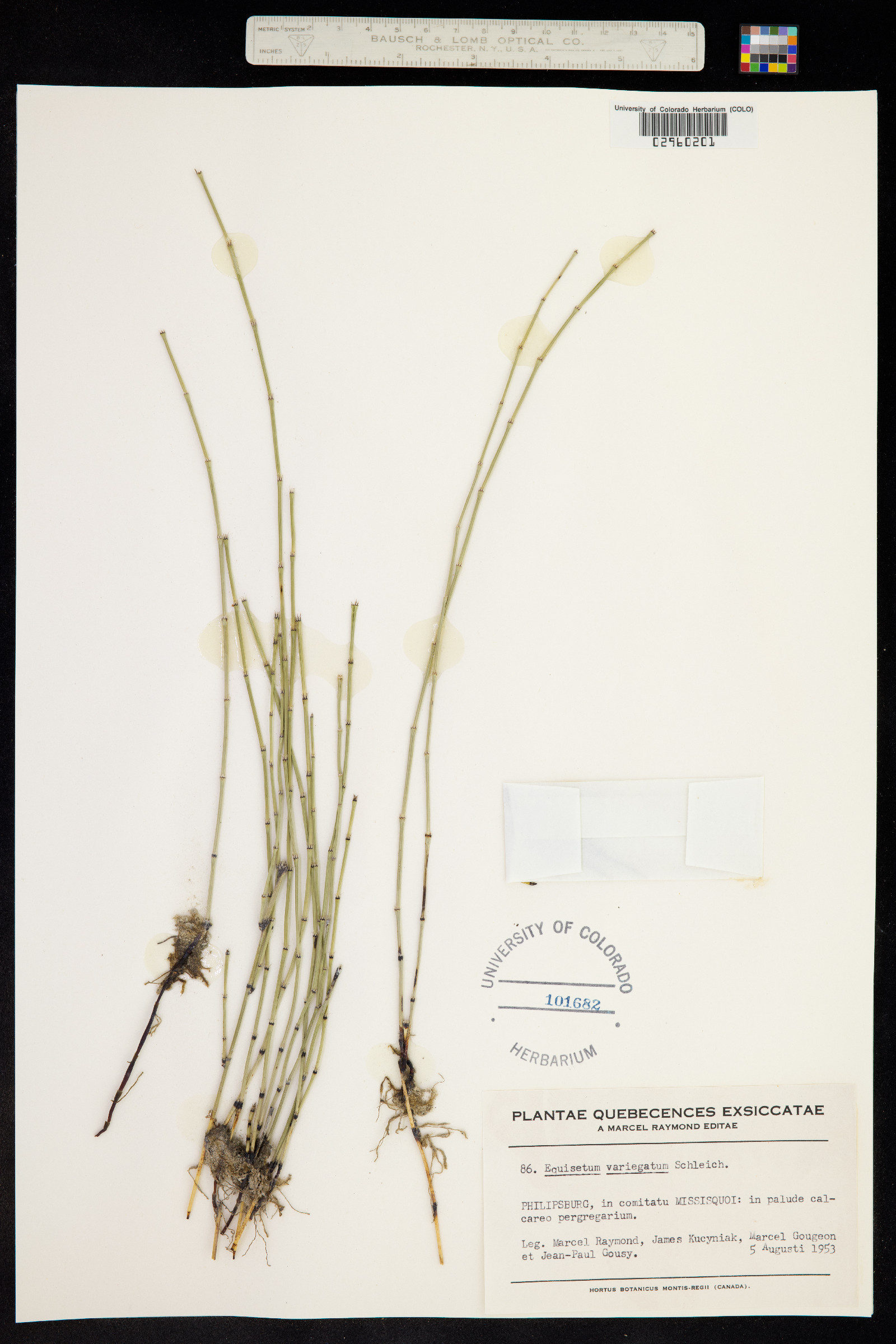 Equisetum variegatum ssp. variegatum image