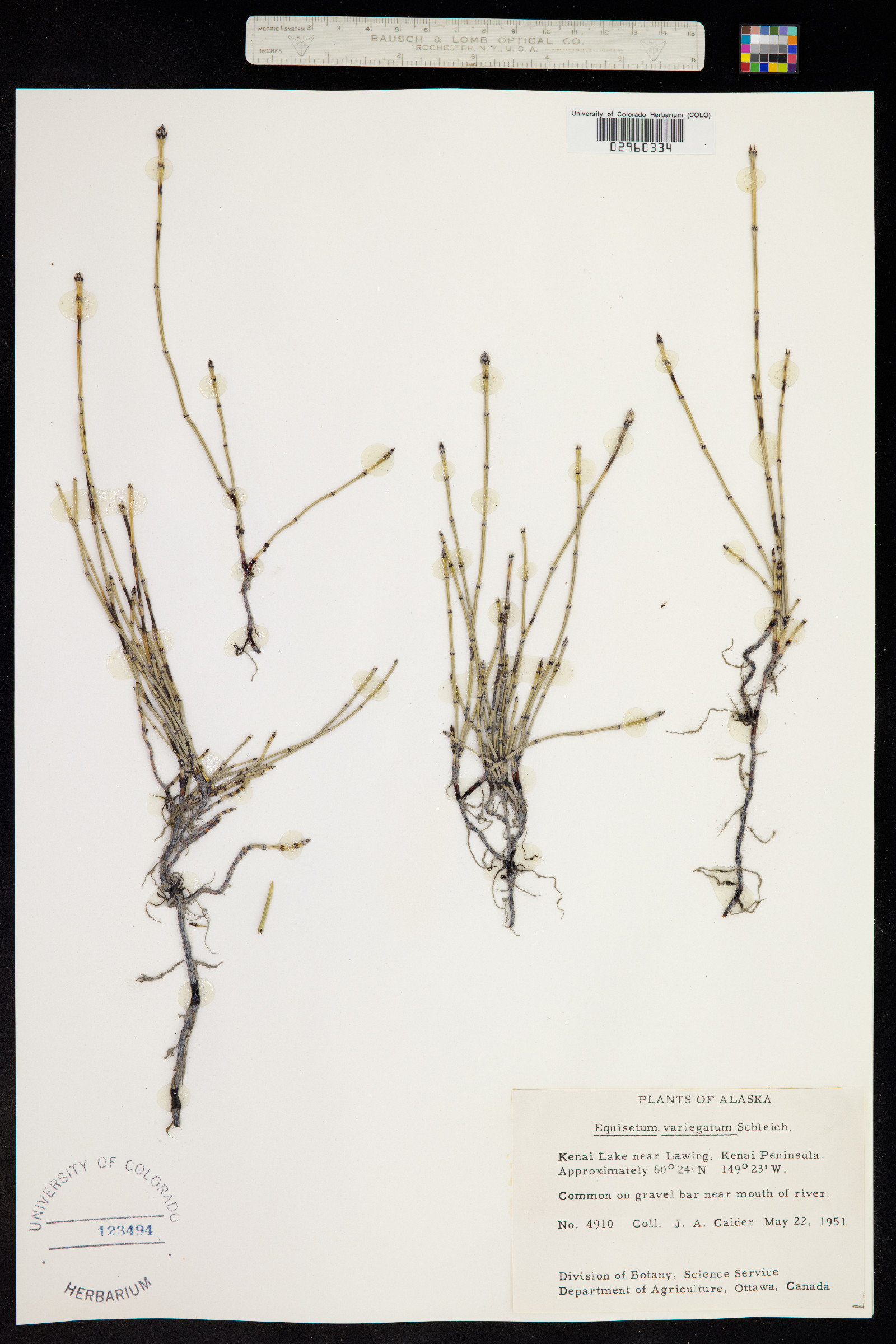 Equisetum variegatum image