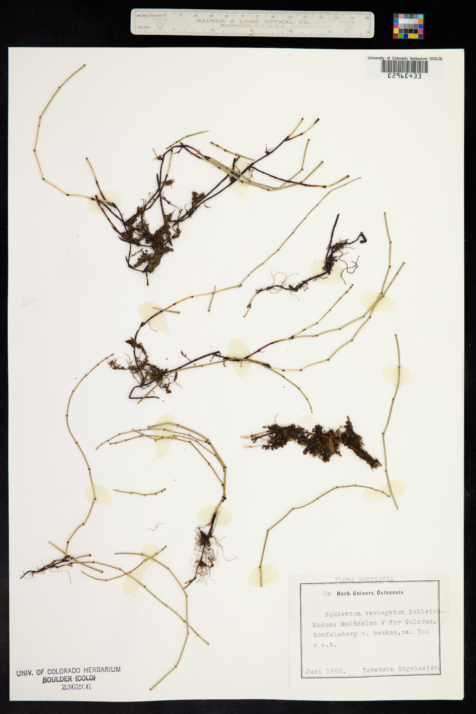 Equisetum variegatum ssp. variegatum image