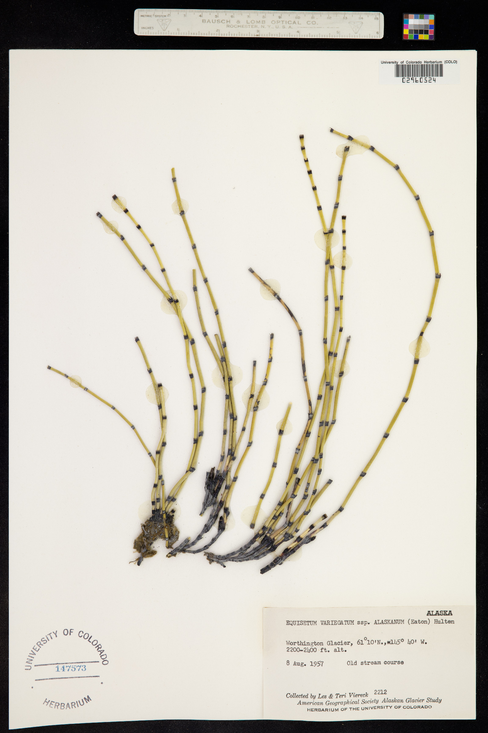 Equisetum variegatum ssp. variegatum image