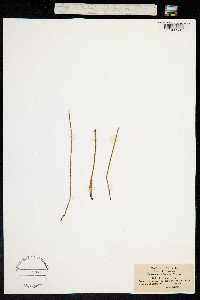 Equisetum variegatum ssp. variegatum image