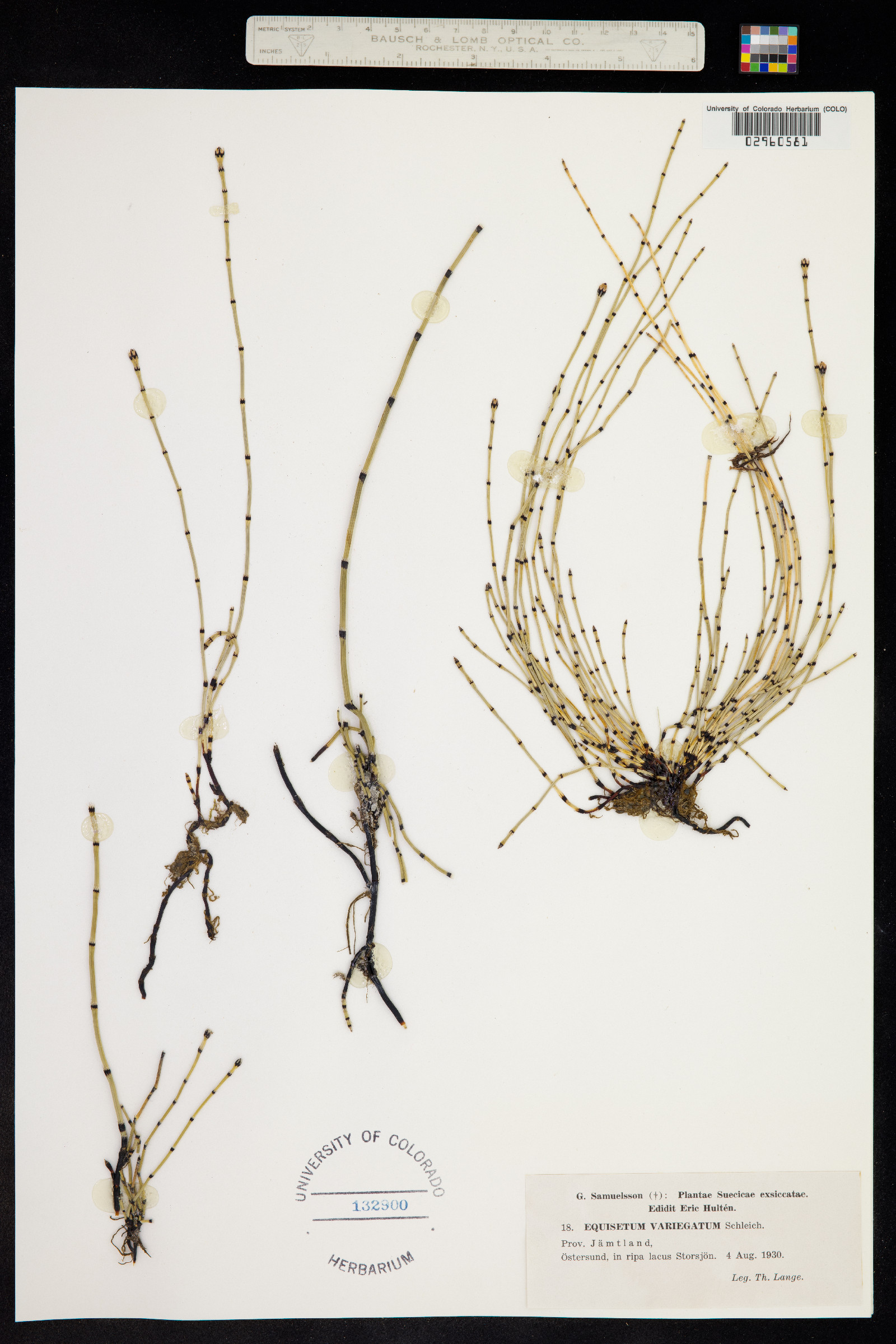 Equisetum variegatum image