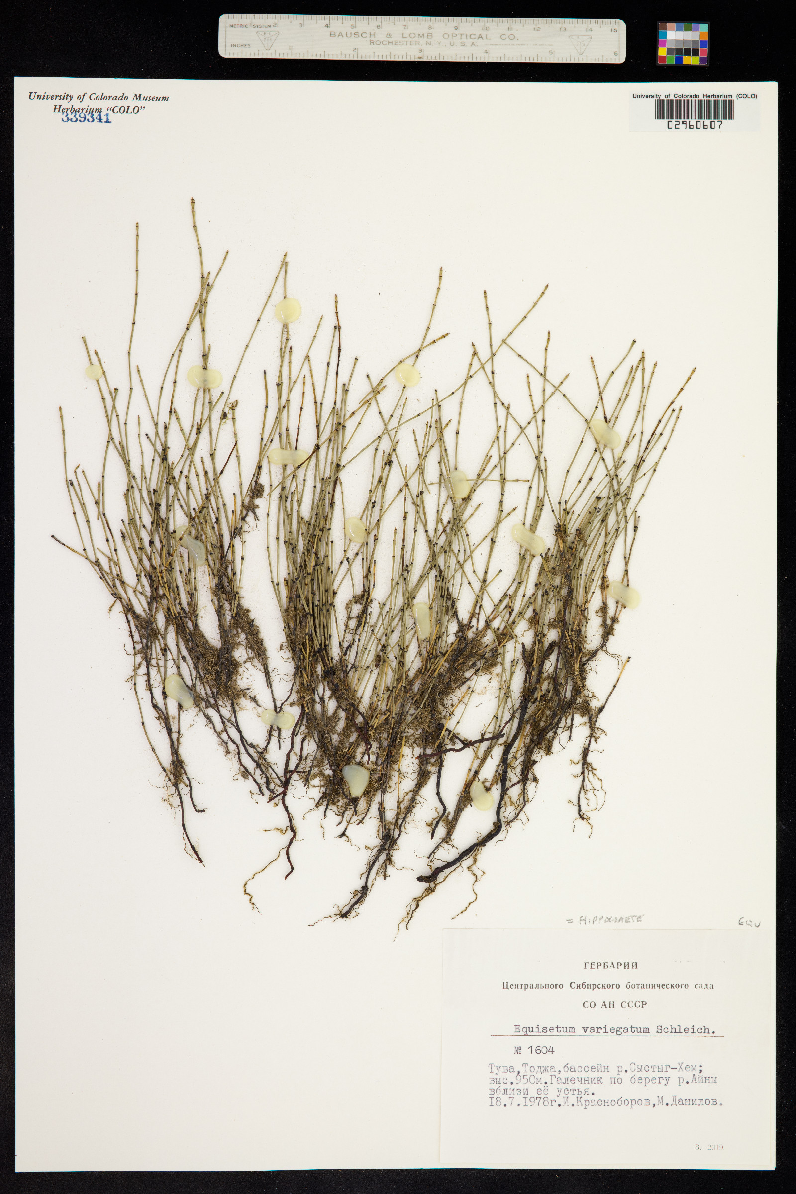 Hippochaete image