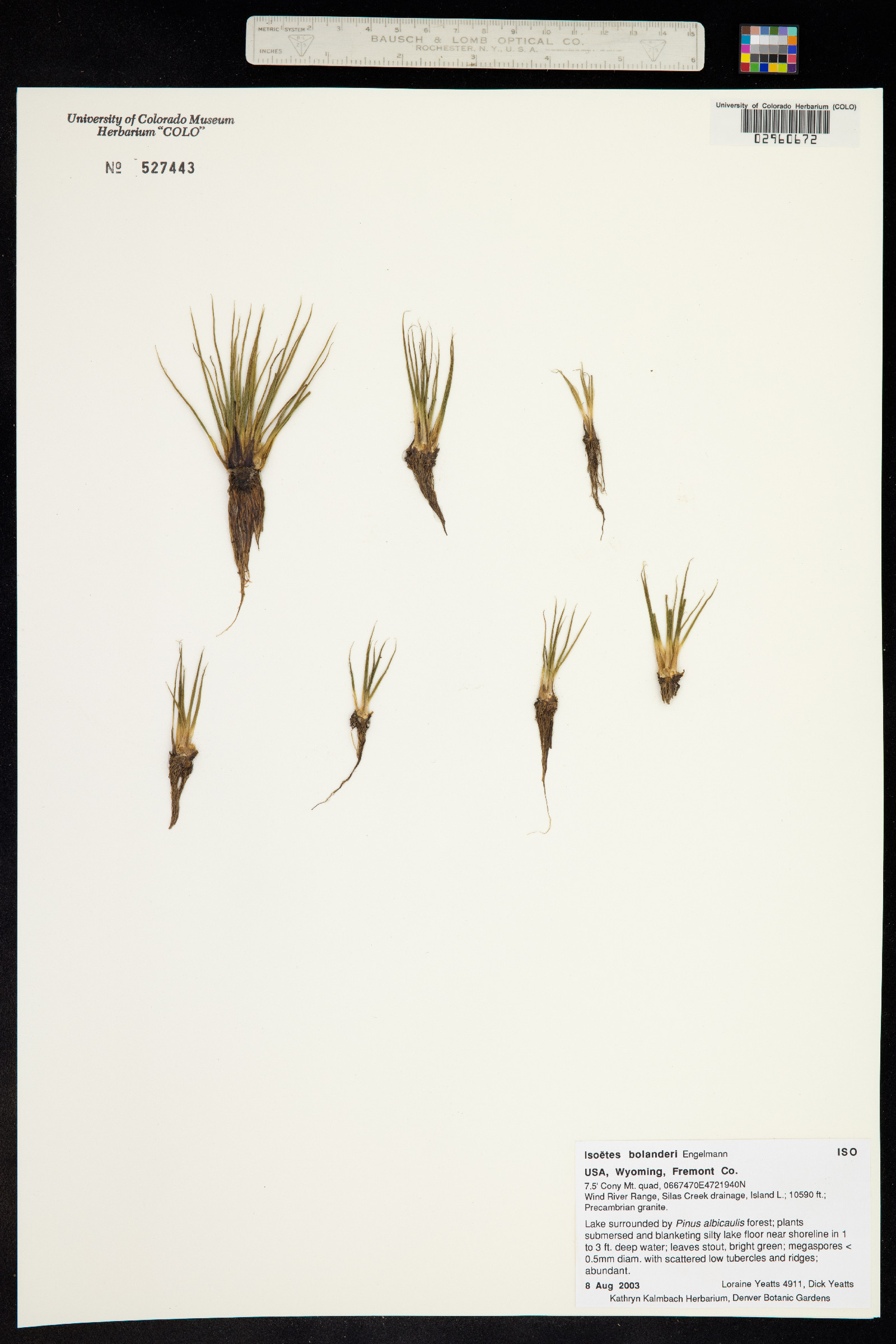 Isoëtes bolanderi image