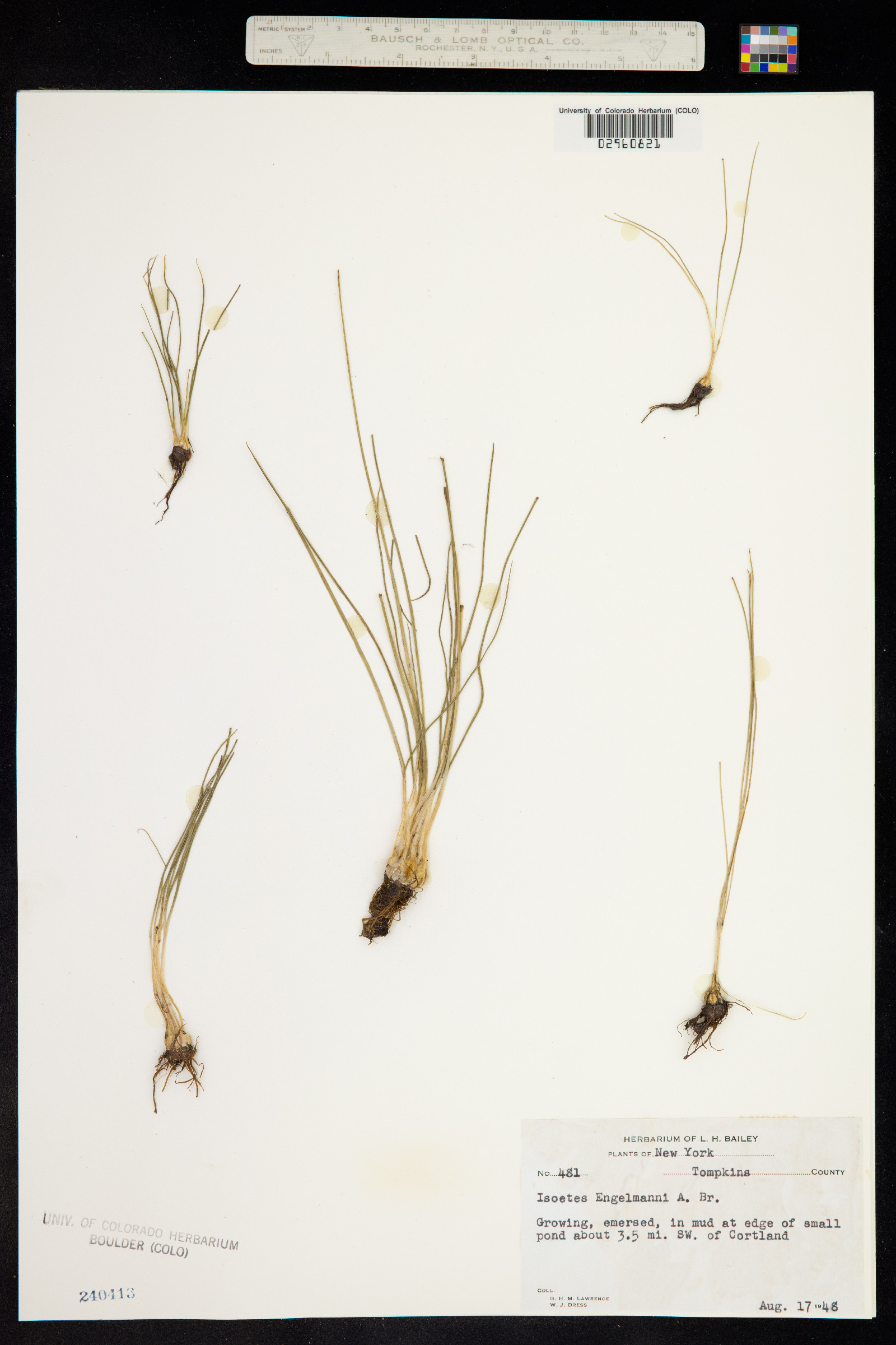 Isoetes engelmannii image