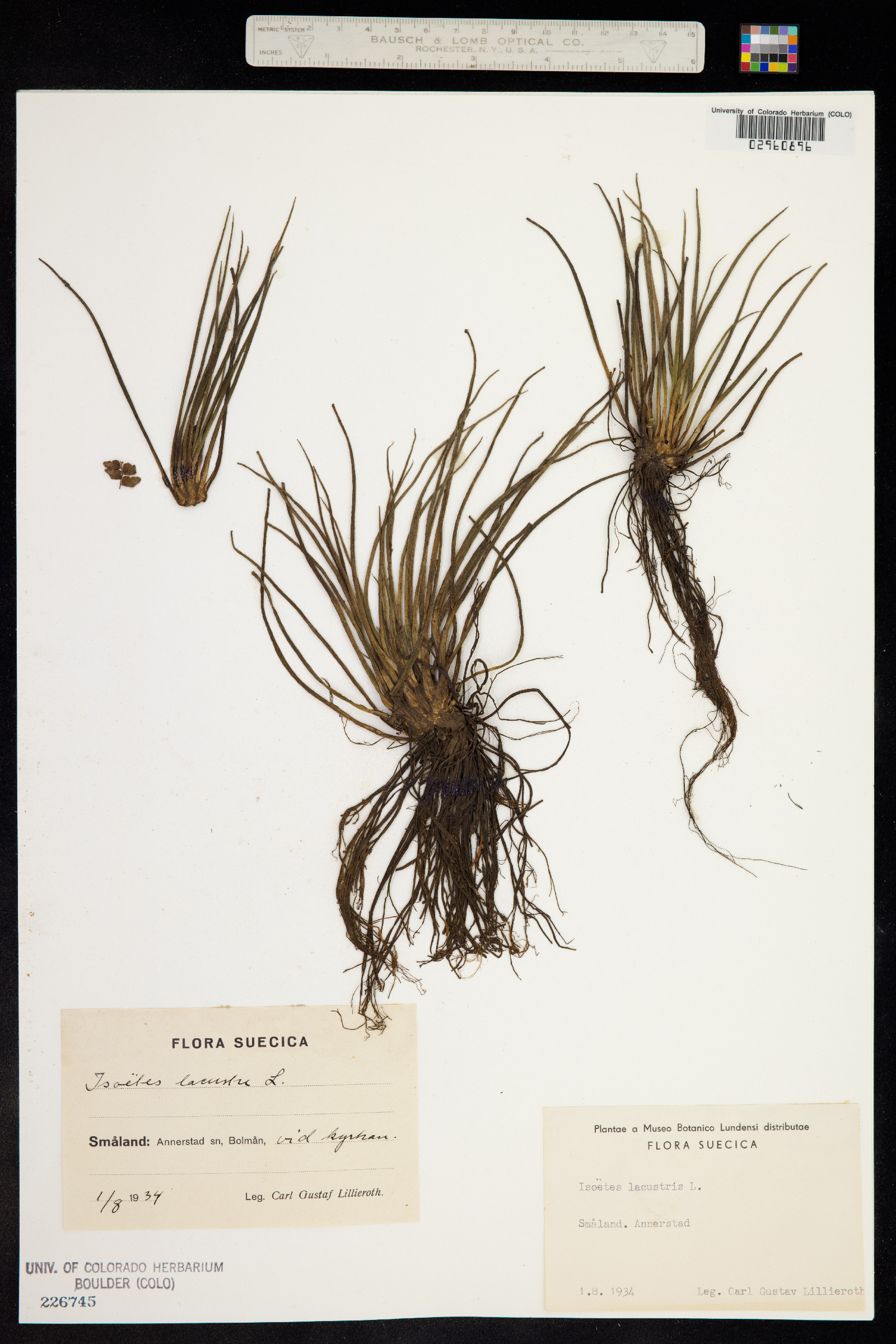 Isoëtes lacustris image