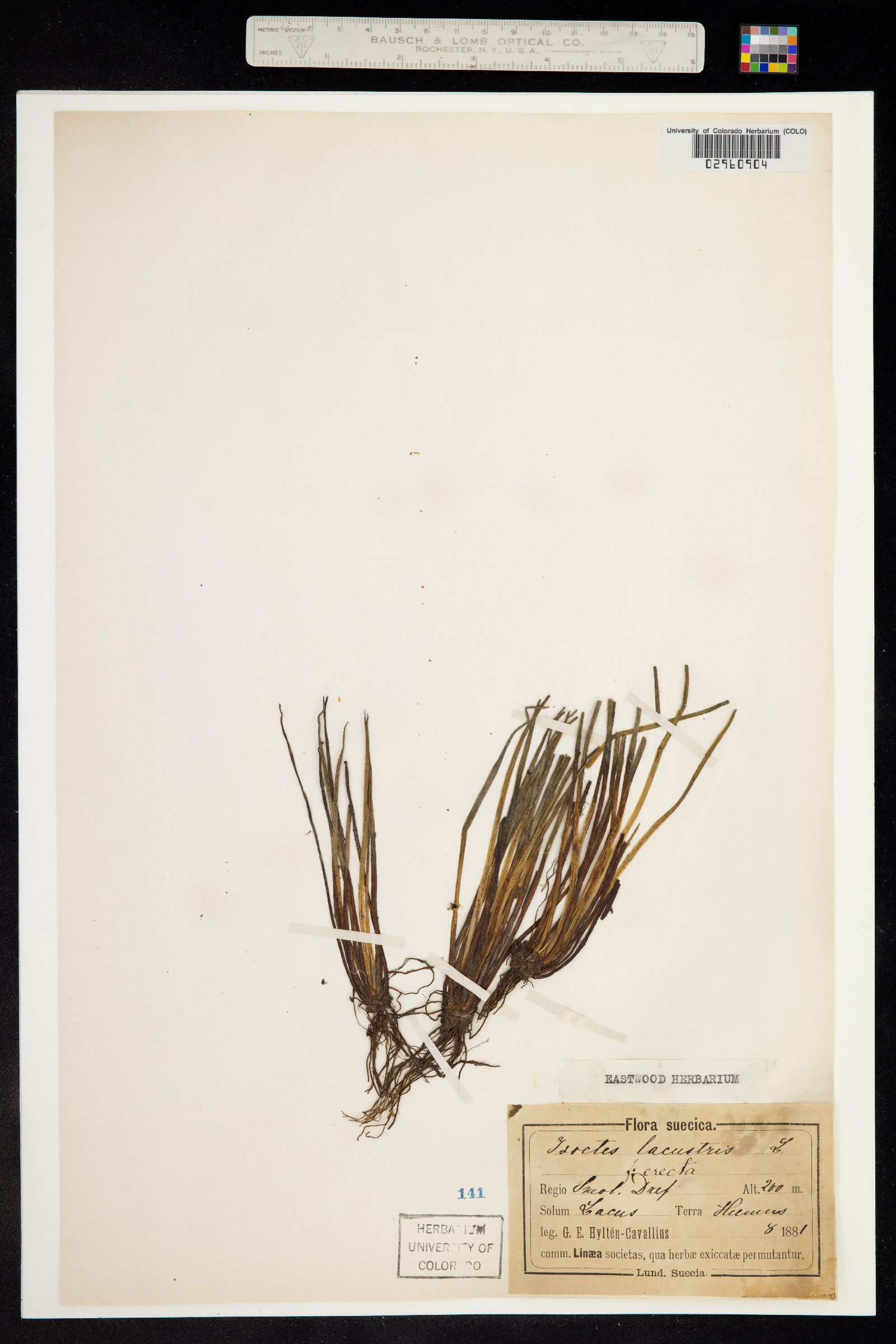Isoëtes lacustris image