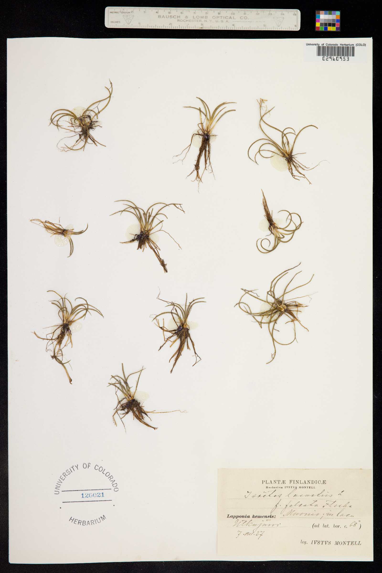 Isoëtes lacustris image