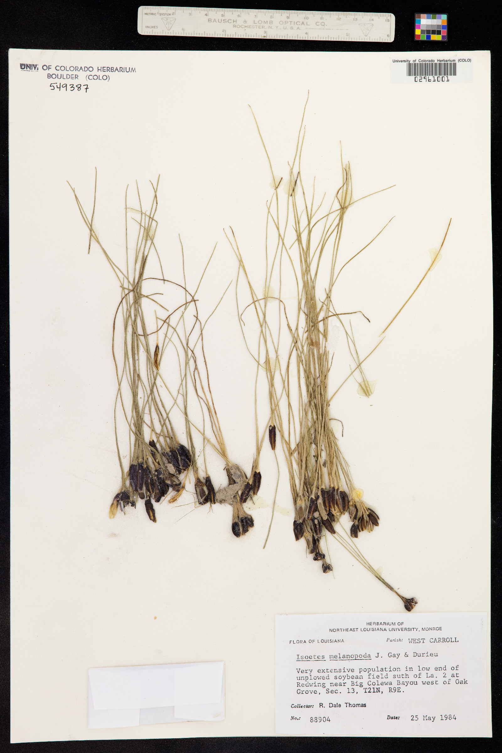 Isoetes melanopoda image
