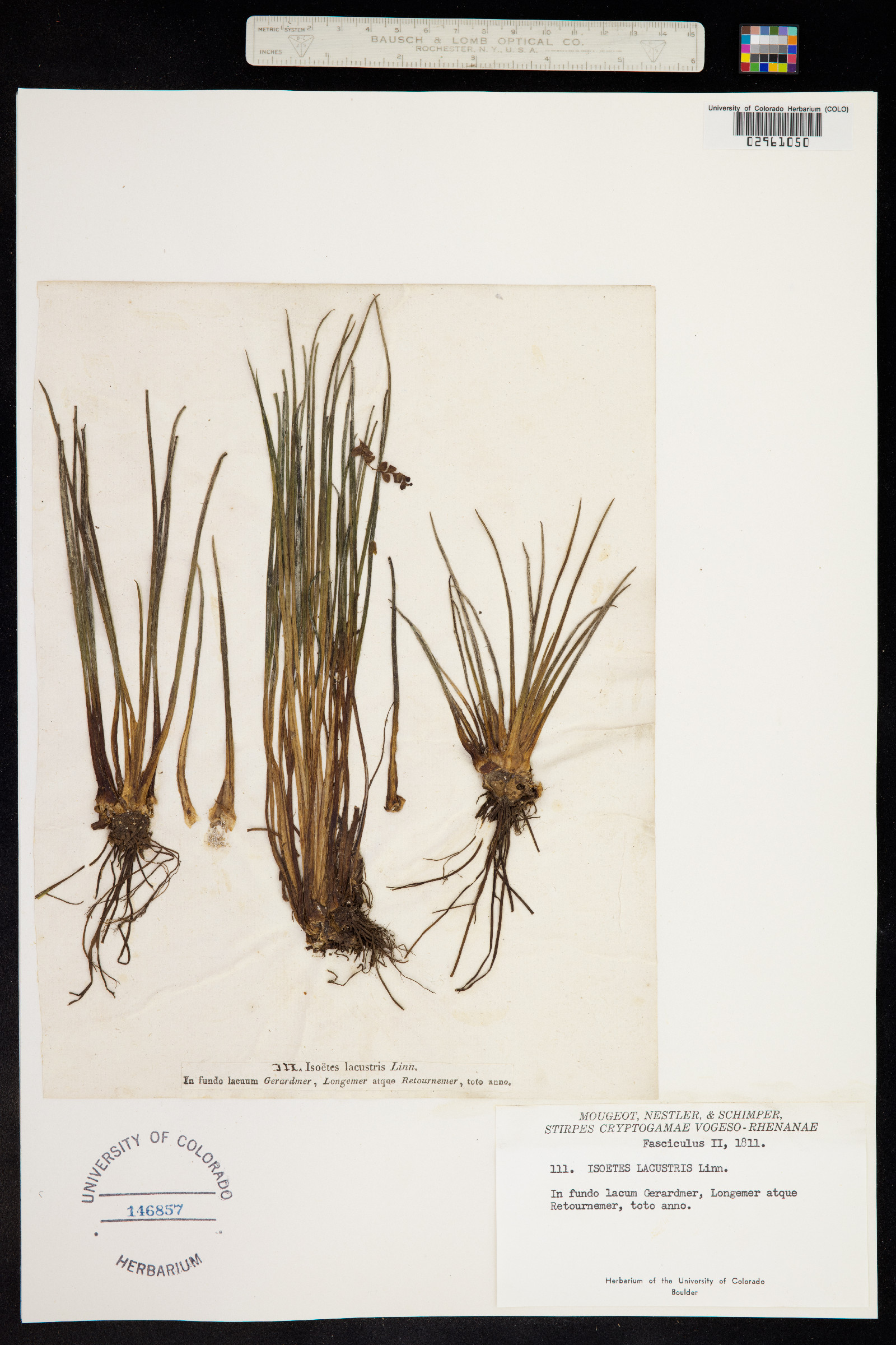 Isoëtes lacustris image