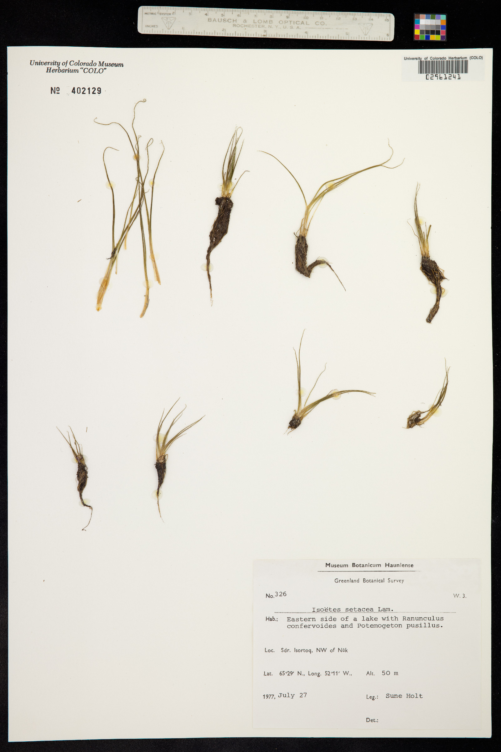 Isoetes echinospora image