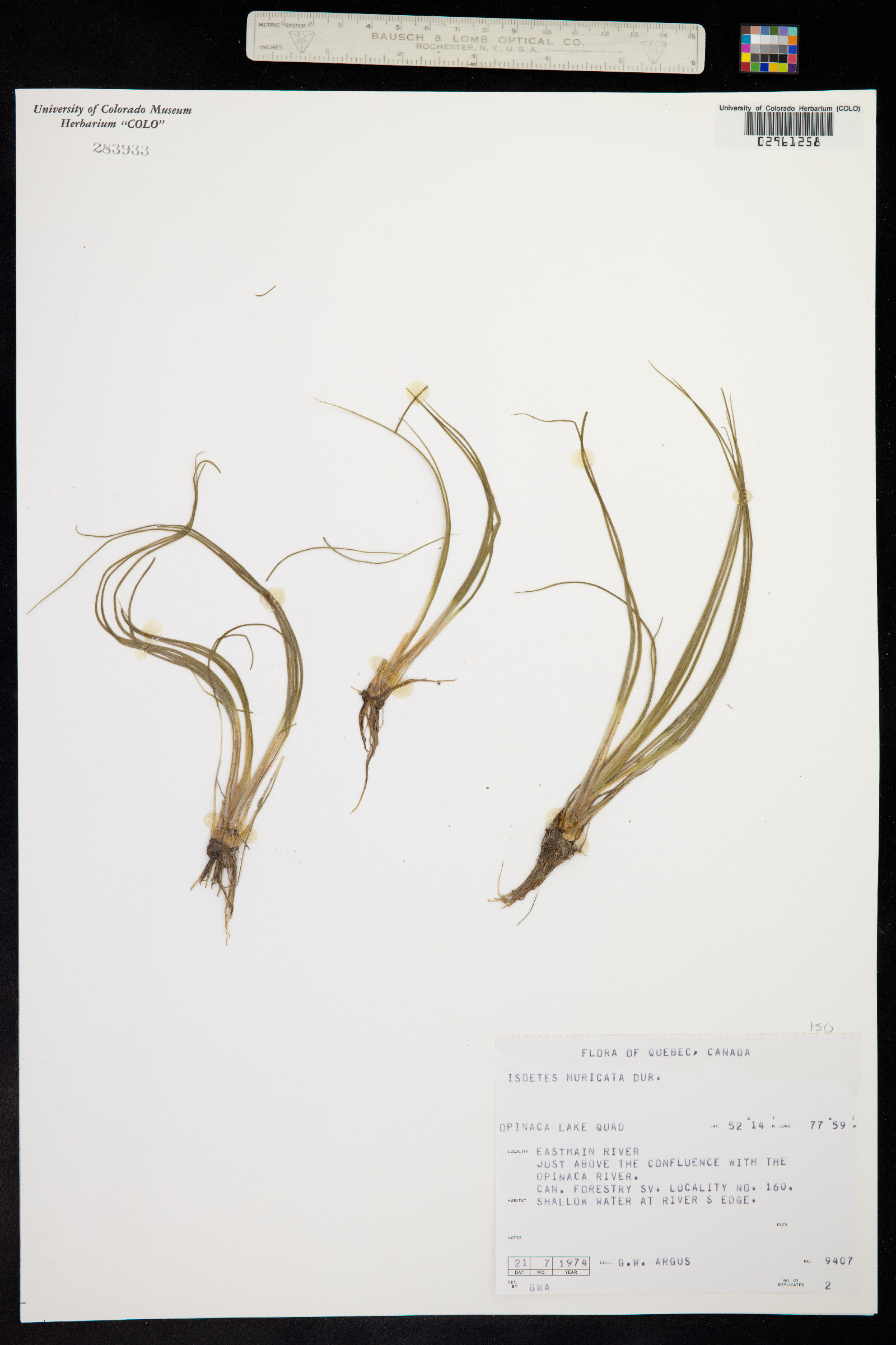 Isoetes echinospora image