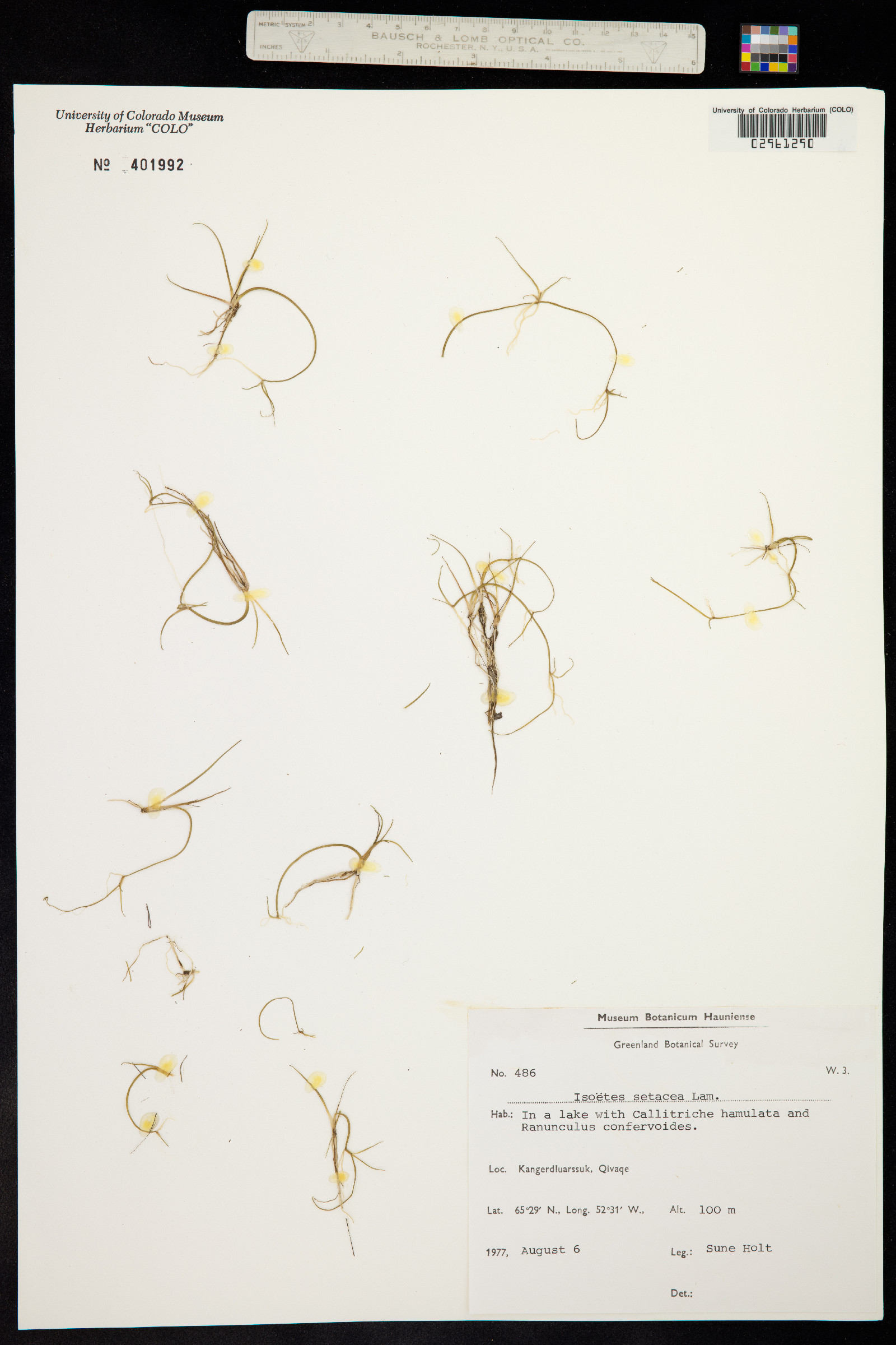 Isoetes echinospora image