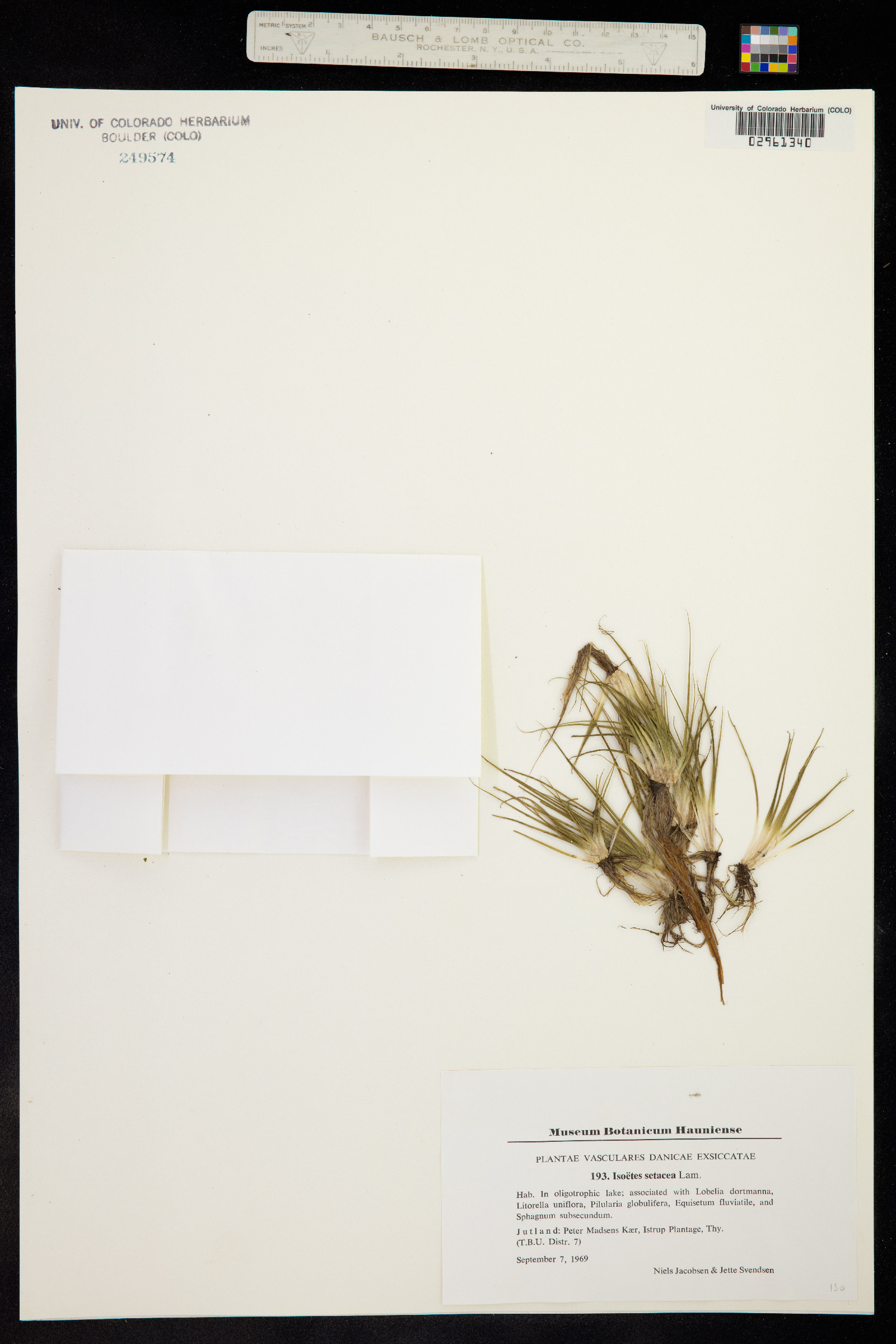 Isoetes echinospora image