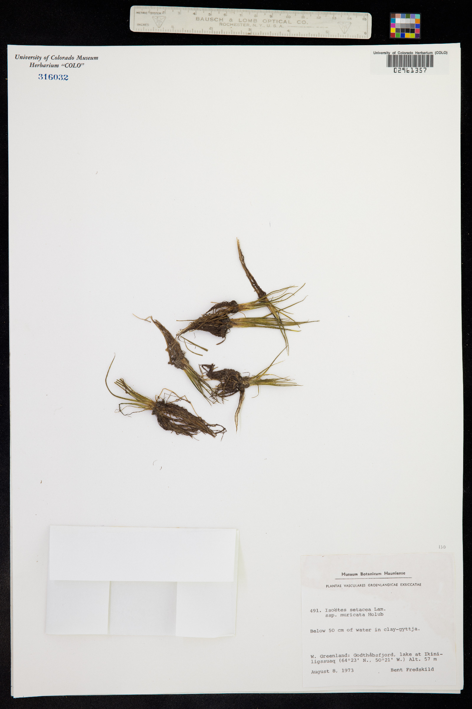 Isoetes echinospora image