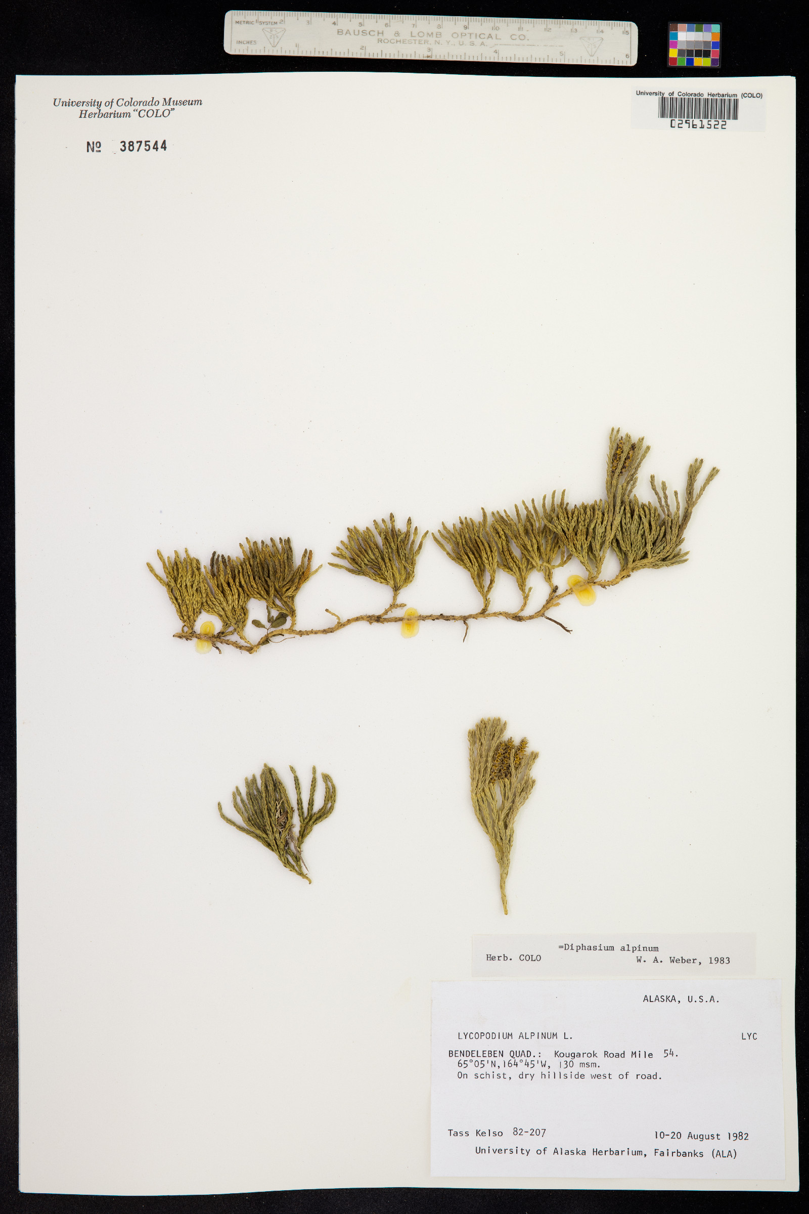 Lycopodium alpinum image