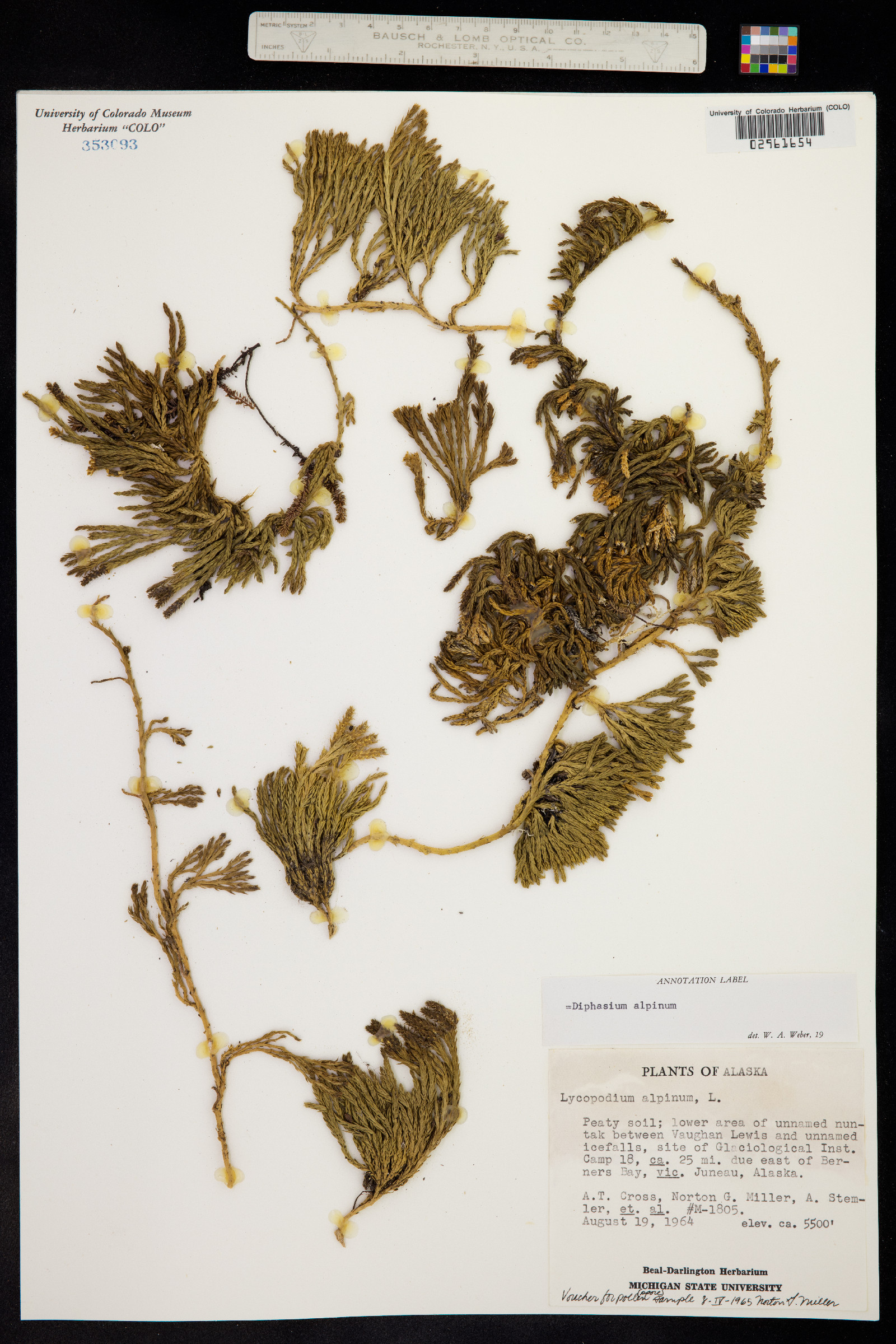 Lycopodium alpinum image