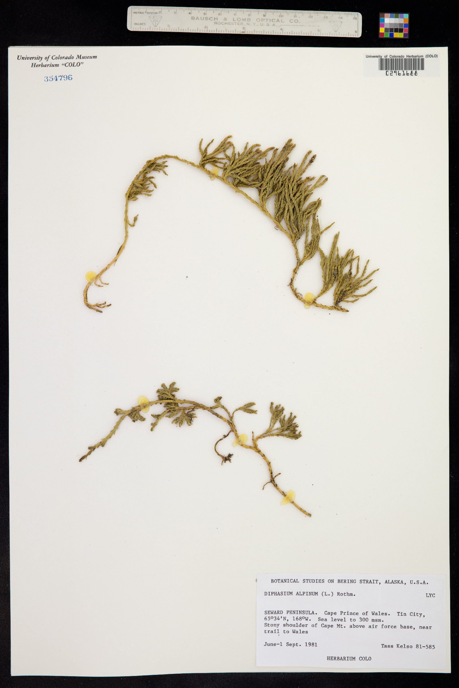 Lycopodium alpinum image