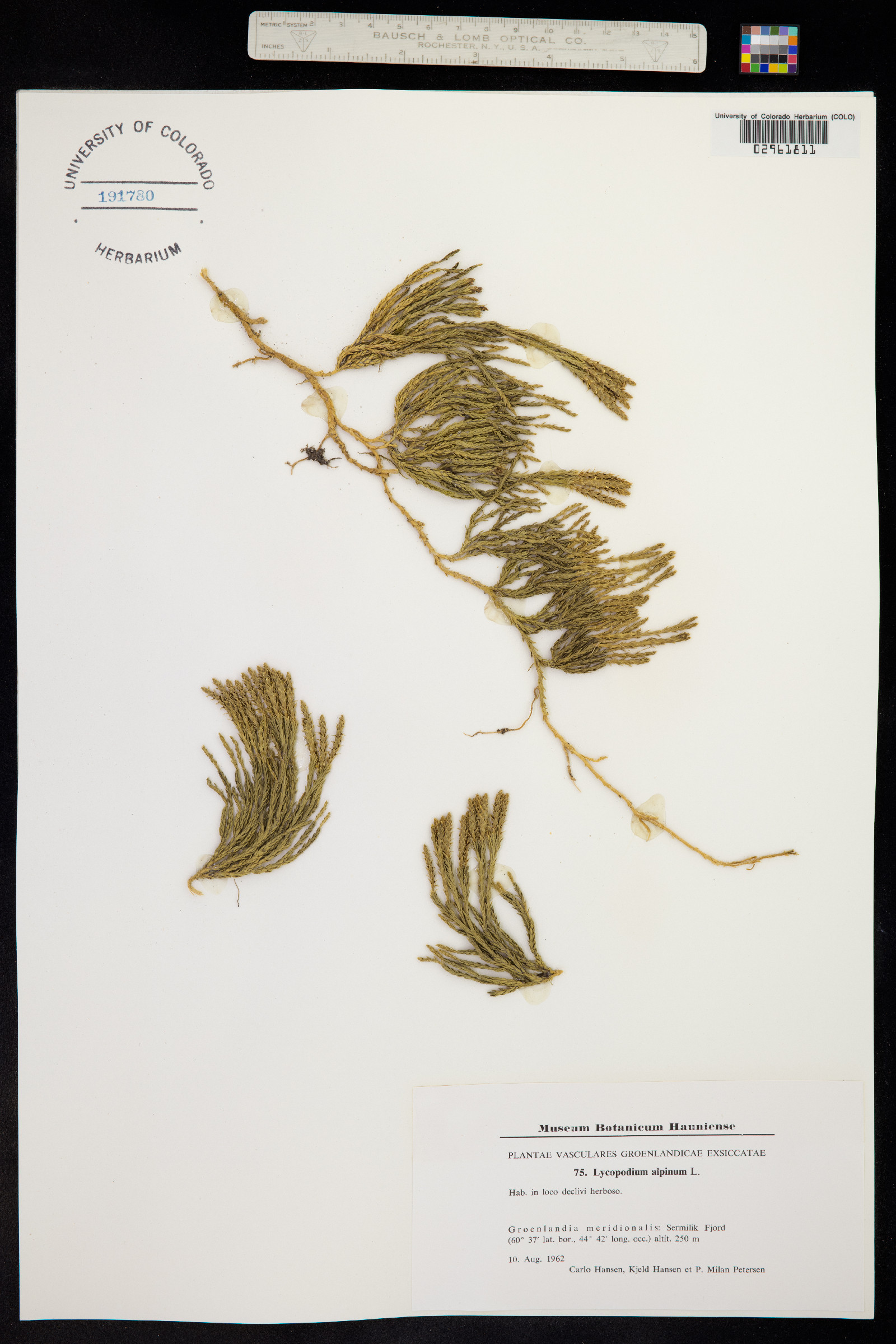 Lycopodium alpinum image