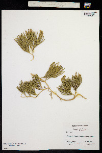 Lycopodium alpinum image