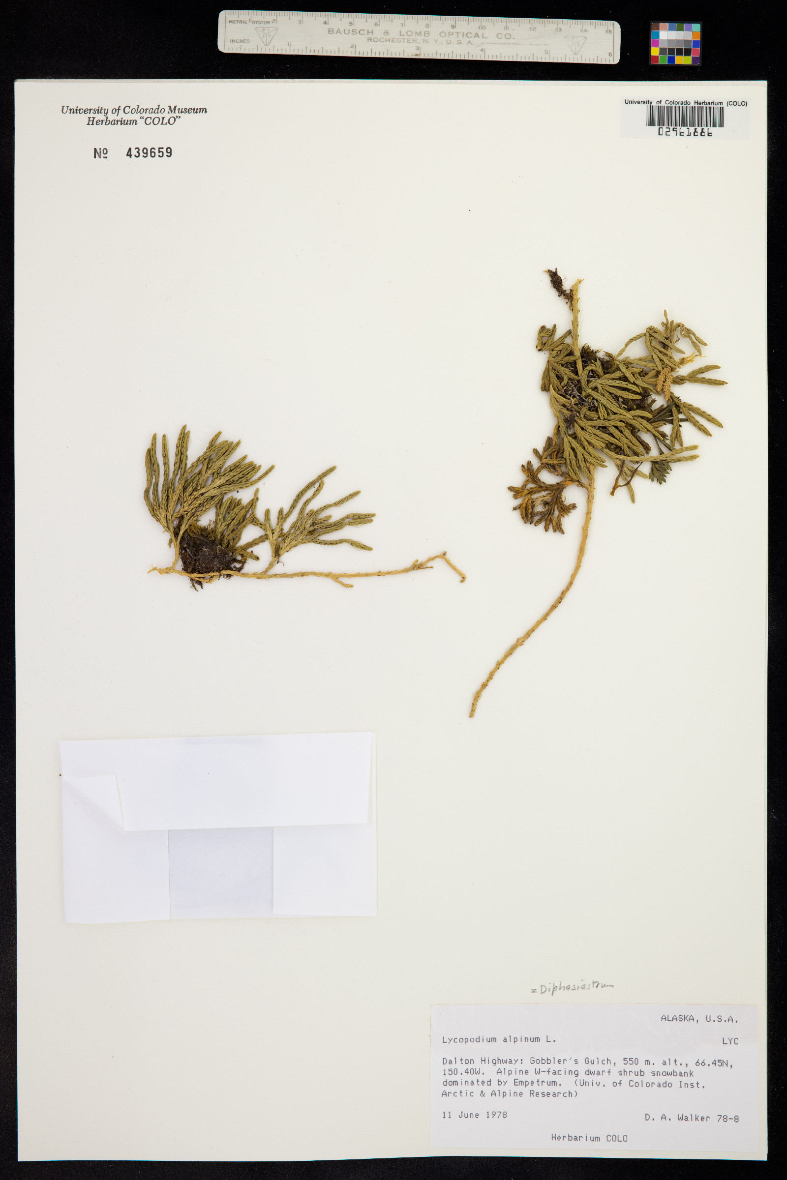 Lycopodium alpinum image