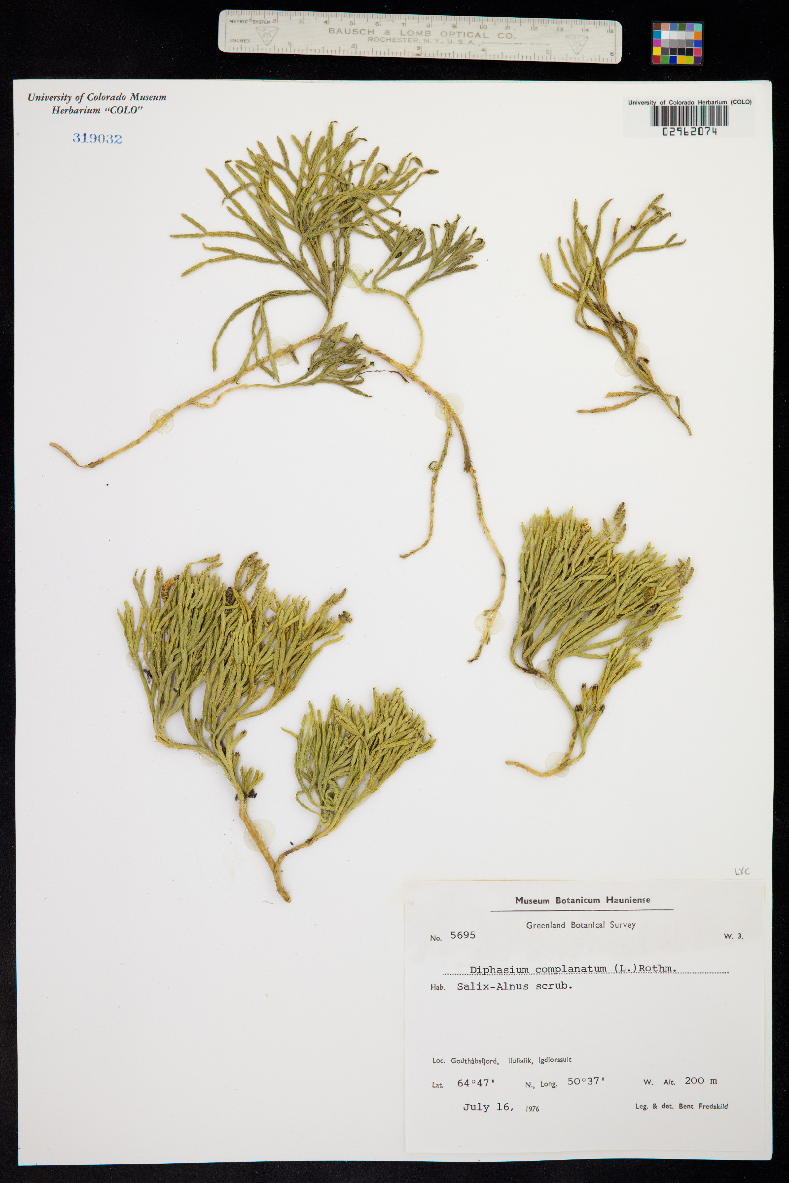 Lycopodiaceae image