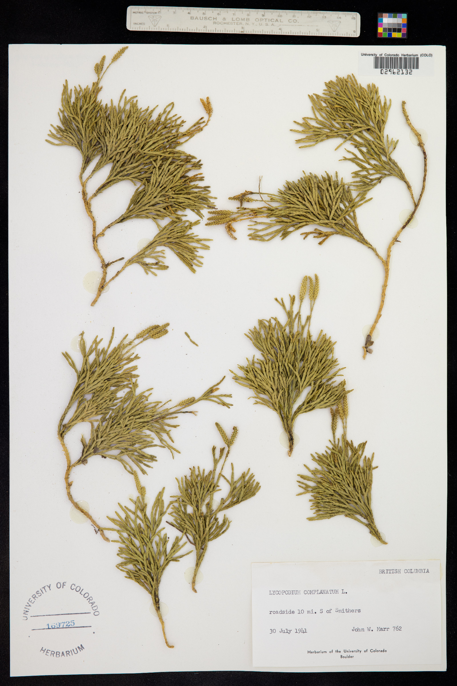 Lycopodium complanatum image