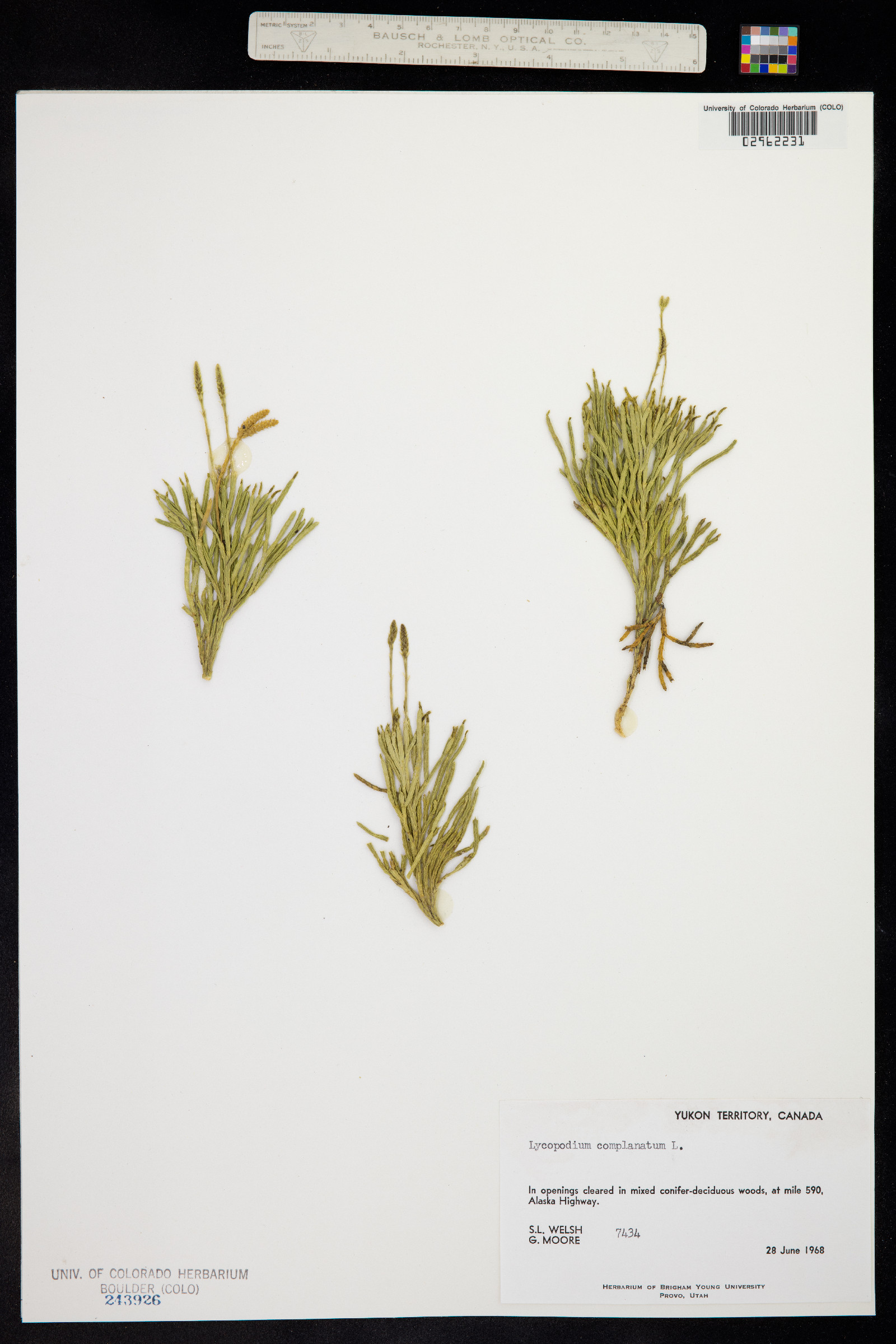 Lycopodium complanatum image
