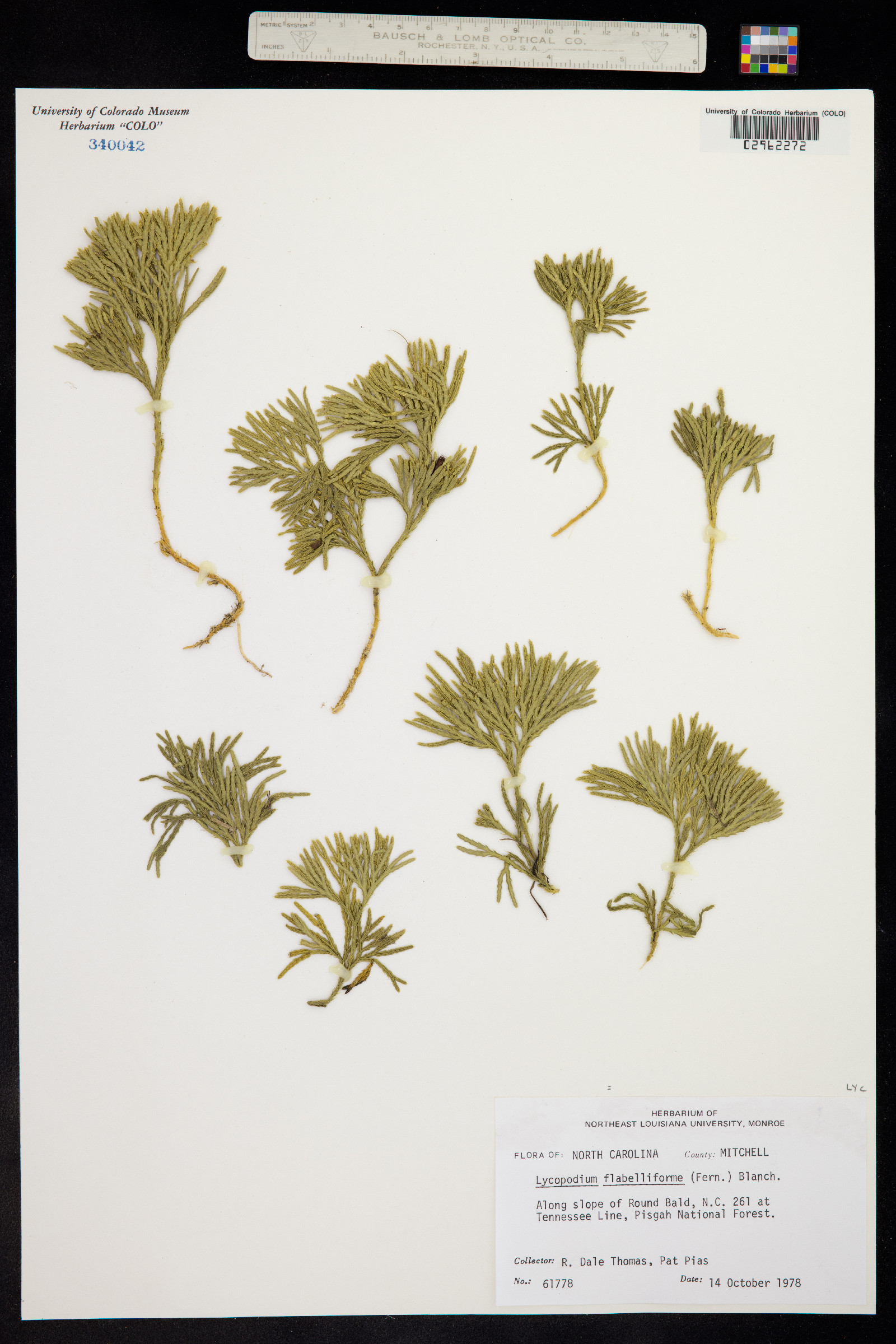 Lycopodium complanatum image