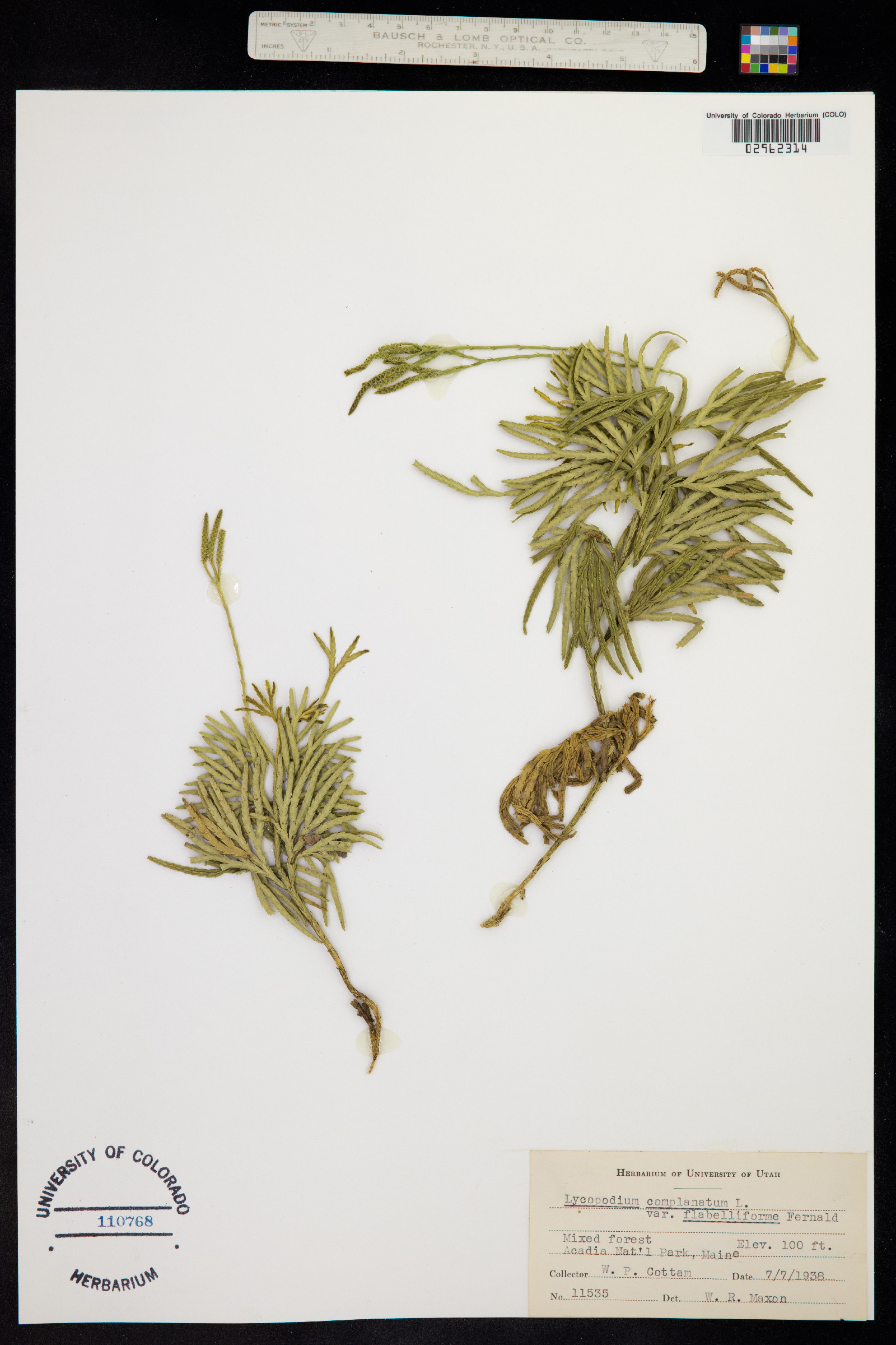 Lycopodium complanatum image