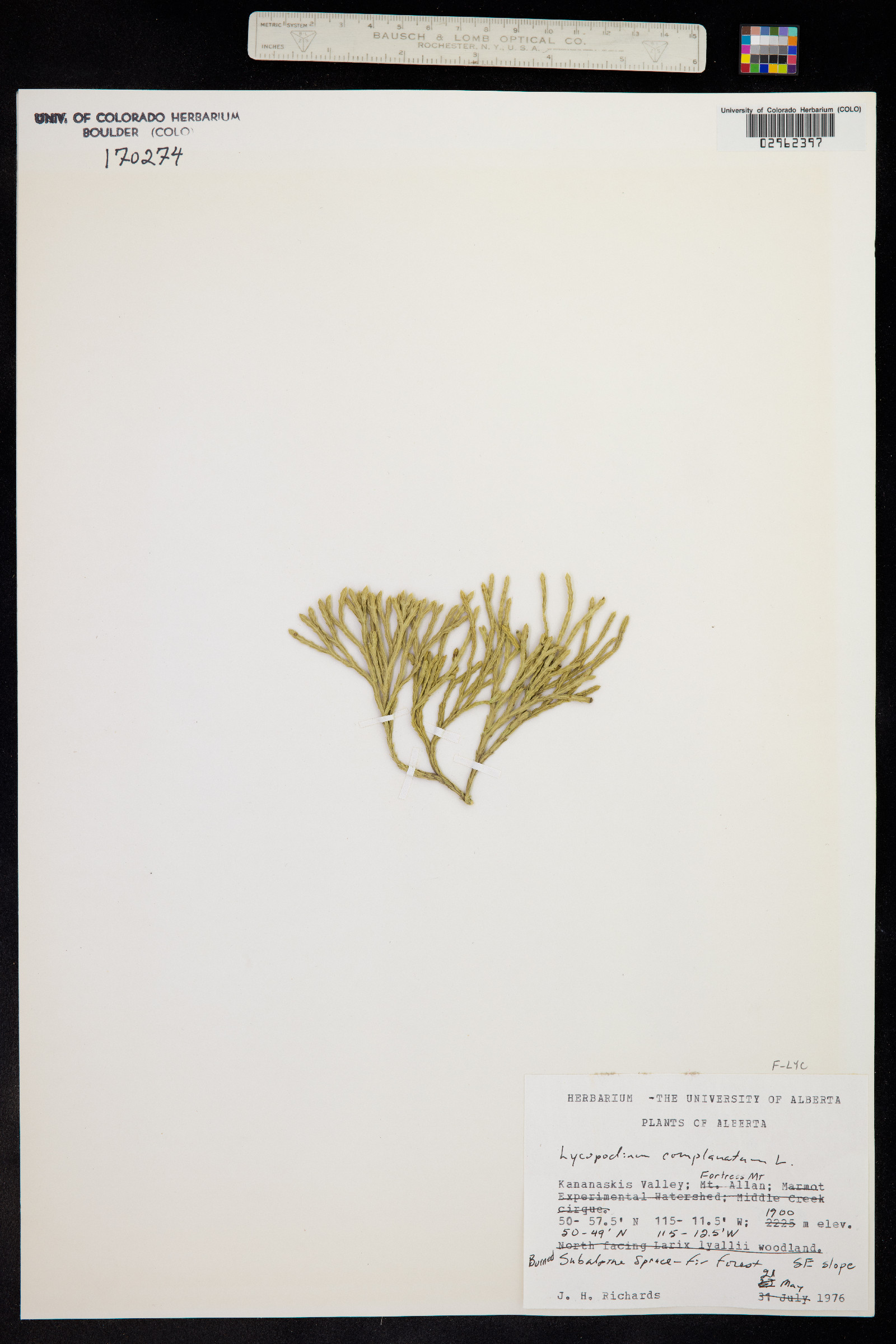 Lycopodium complanatum image