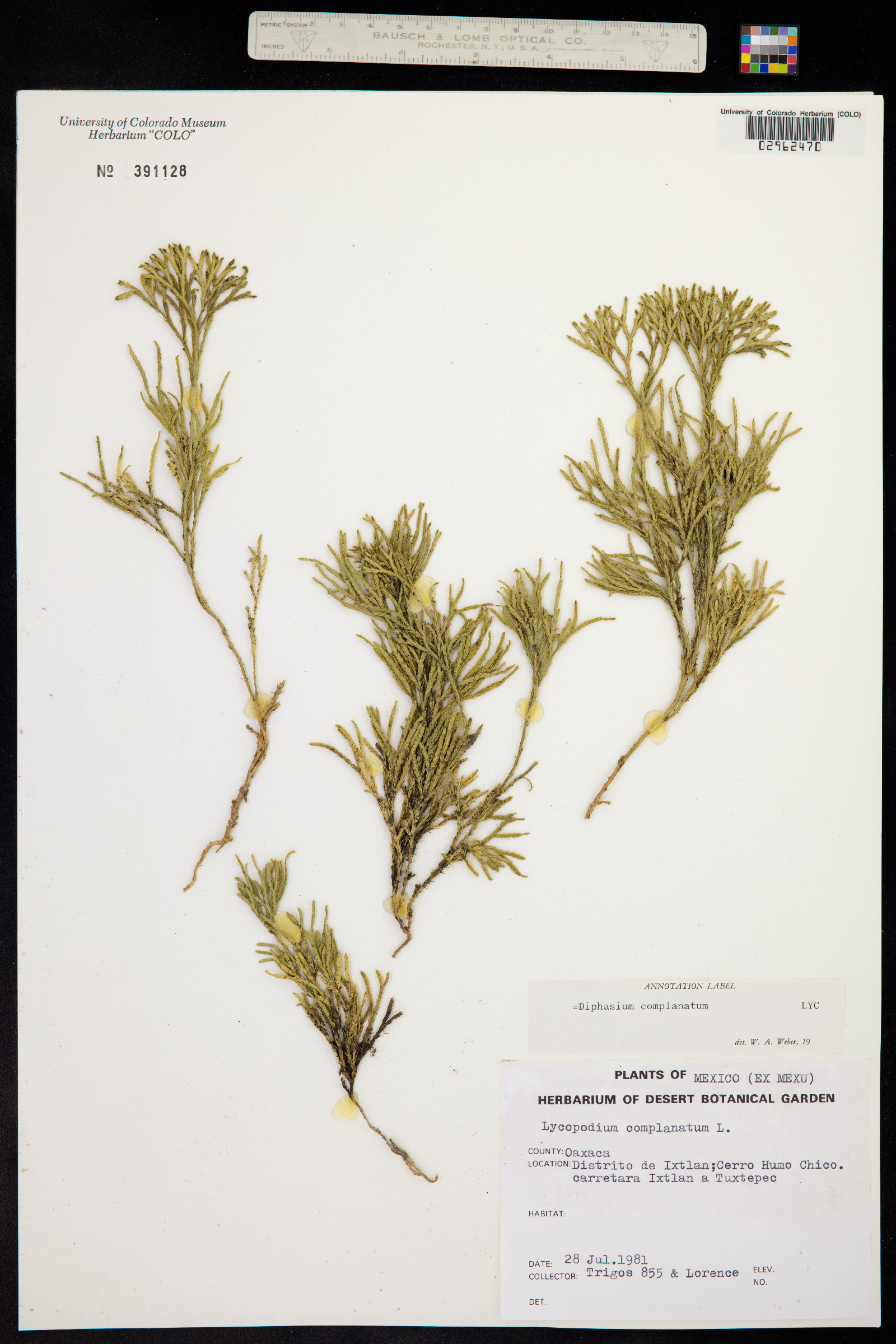 Lycopodium complanatum image