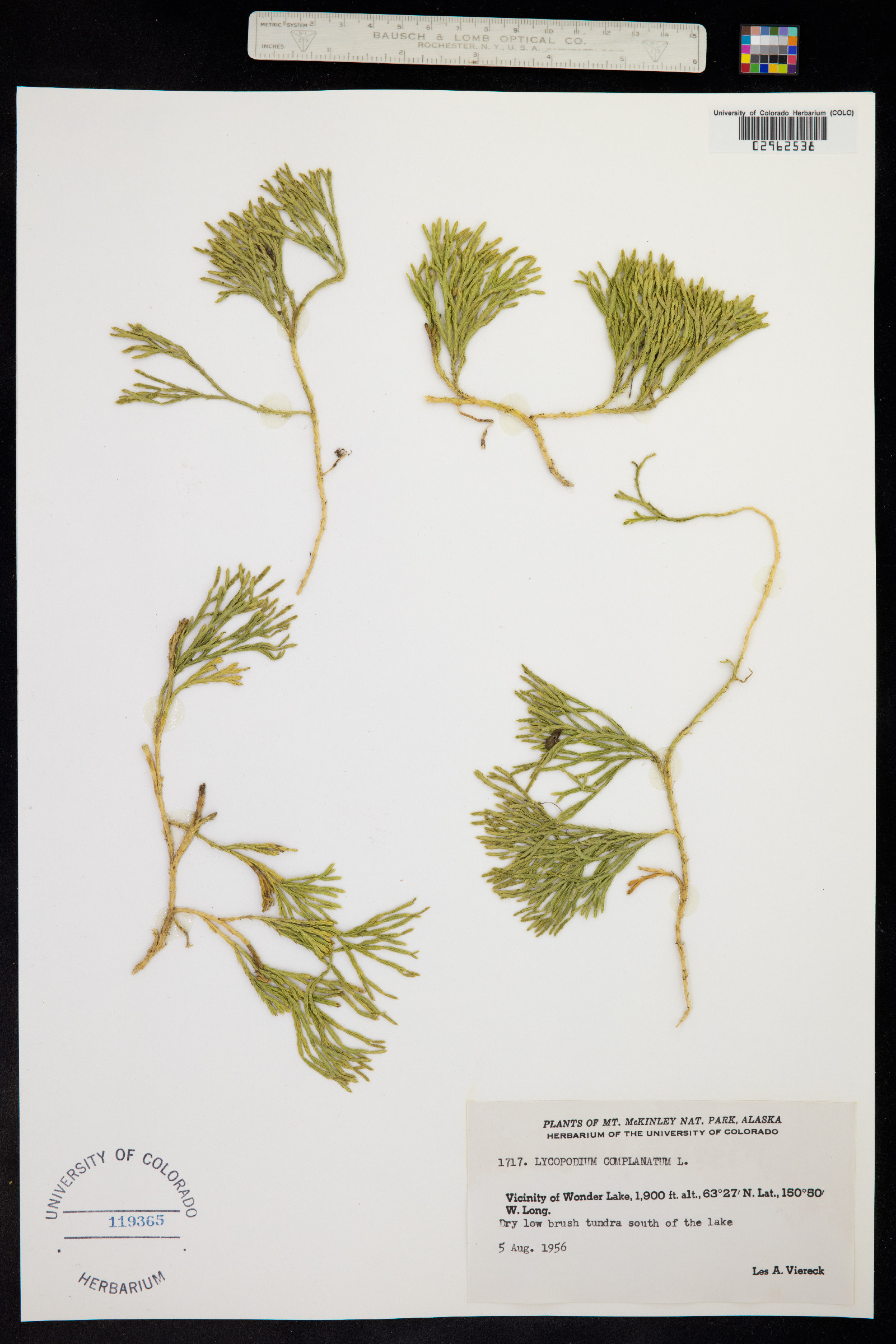 Lycopodium complanatum image